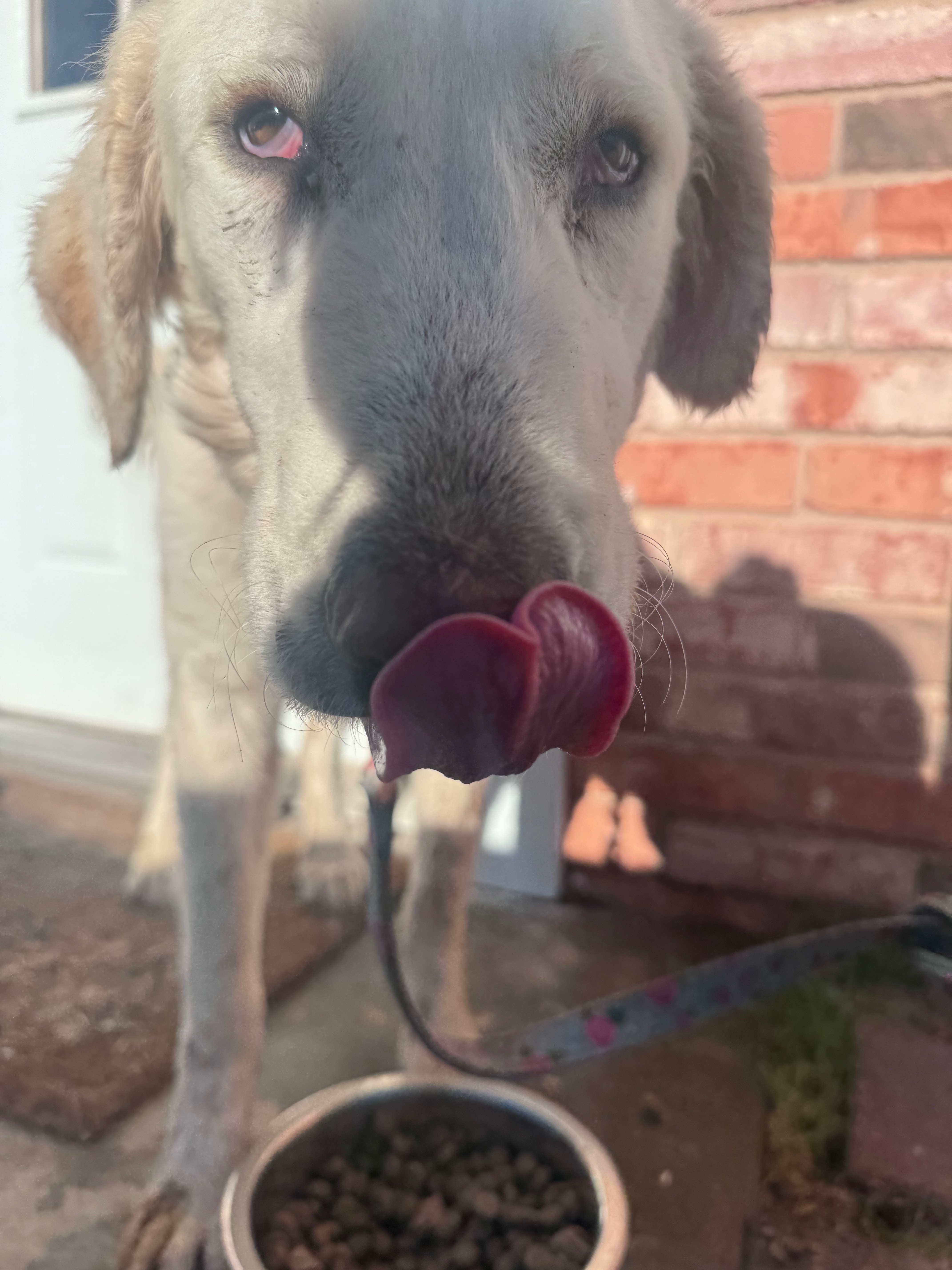 Support Ruffneck Rescue: Save Stray Dogs campaign photo, 4 of 8