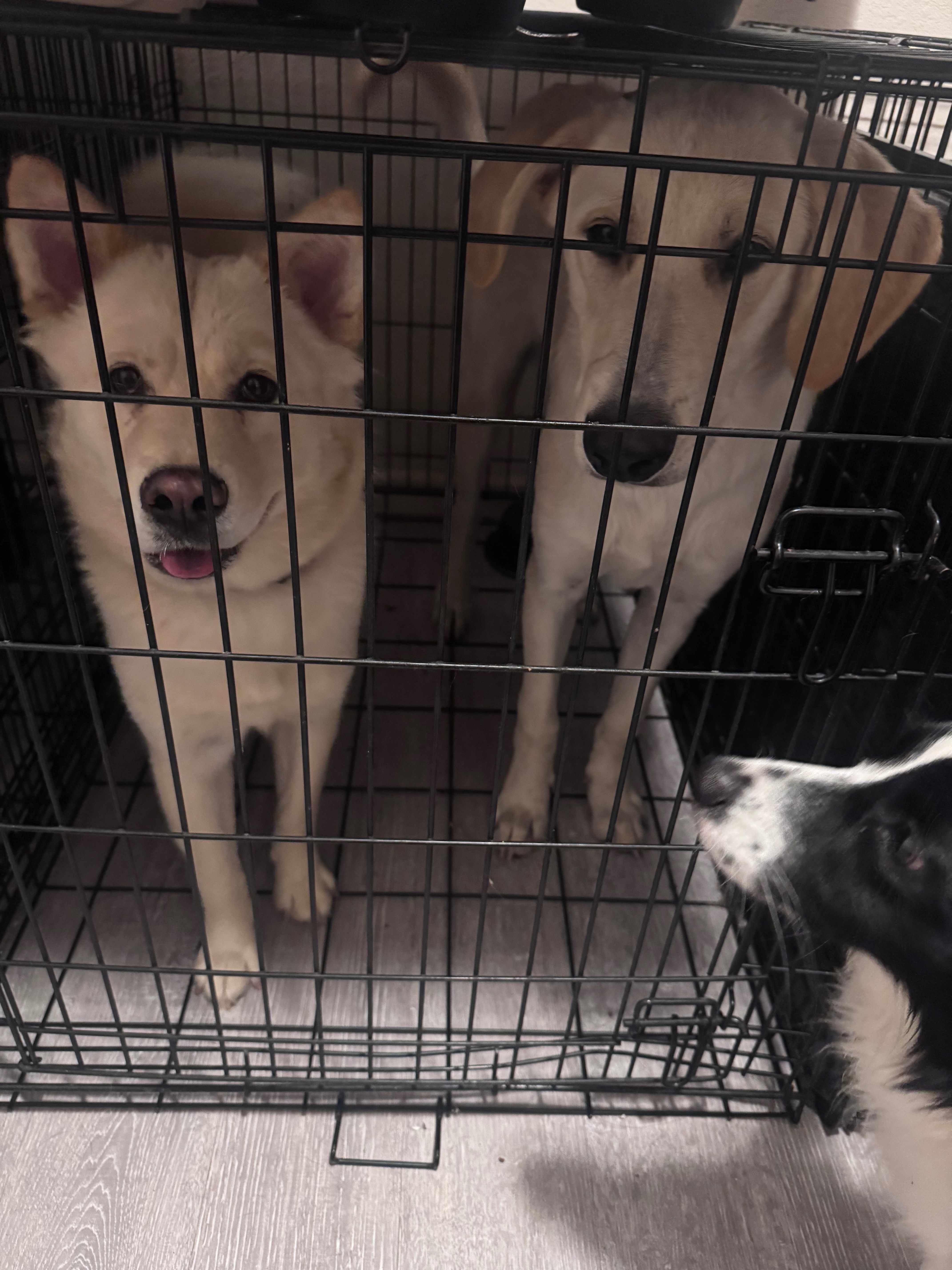 Support Ruffneck Rescue: Save Stray Dogs campaign photo, 6 of 8