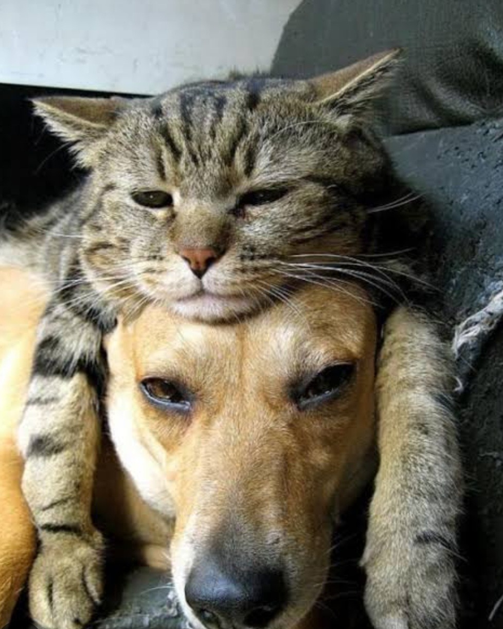 Tiere ohne Zuhause campaign photo, 4 of 6