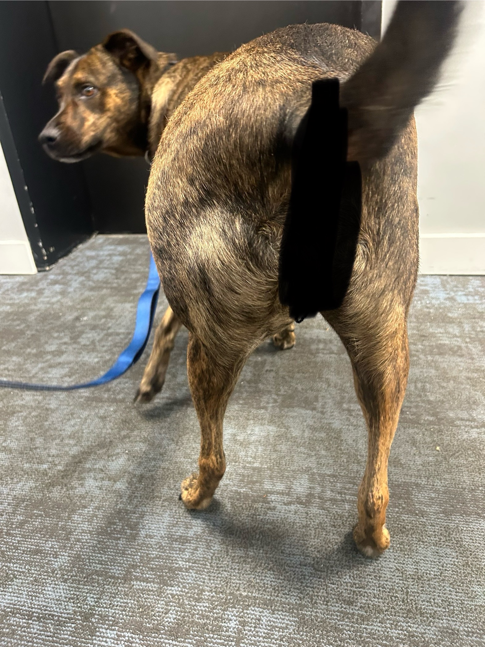 Please Help Dirk Get Life-Saving Surgery campaign photo, 5 of 6