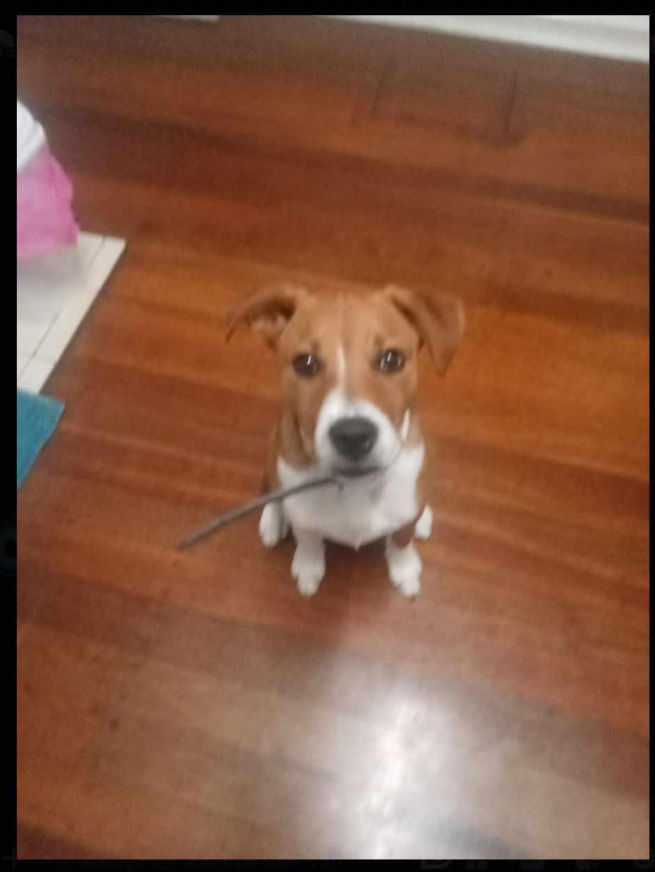 Help Forrest Gump Beat Parvo and Get Home to His Dad campaign photo, 2 of 4