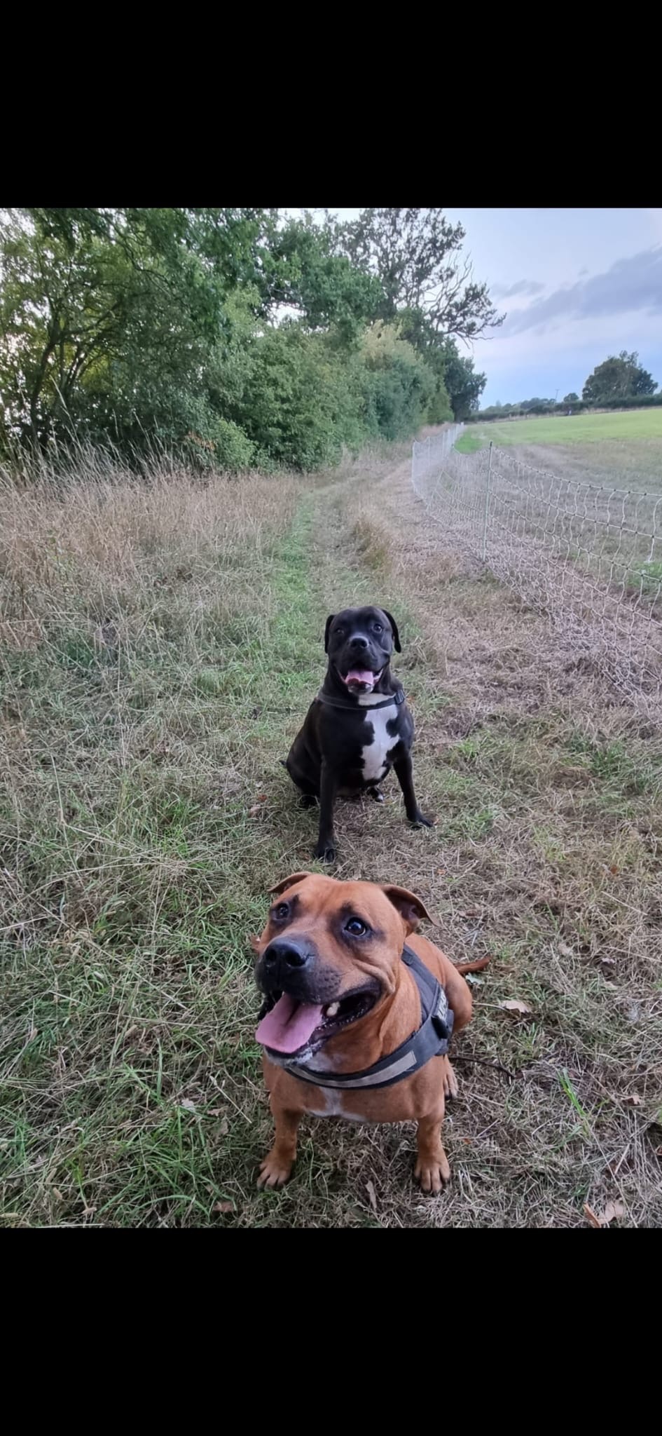 Help us get Hugo back on his paws❤️ campaign photo, 6 of 8