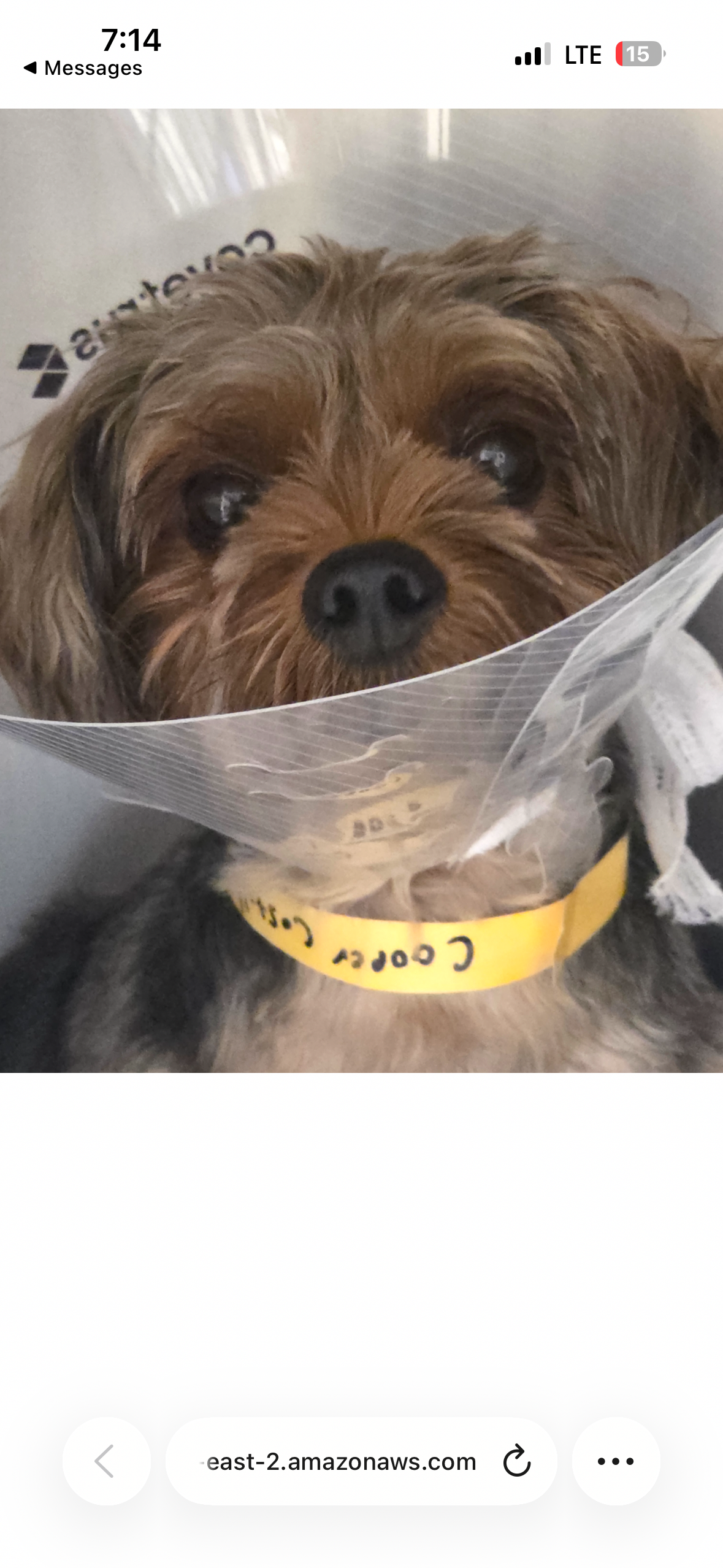 Help Cooper Heal & Get Back on His Paws campaign photo, 2 of 4