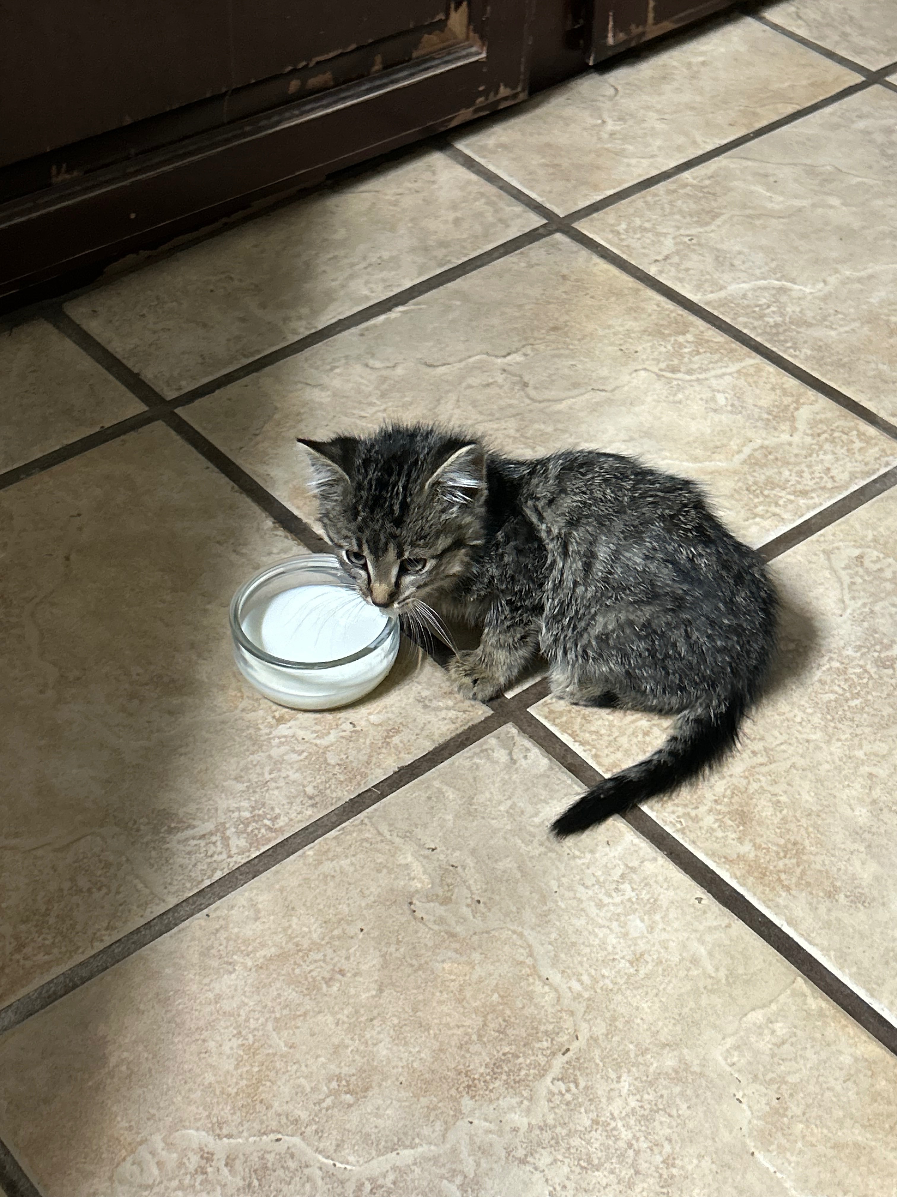 Rescue Kevin: Donate to Miami Animal Alliance campaign photo, 2 of 5