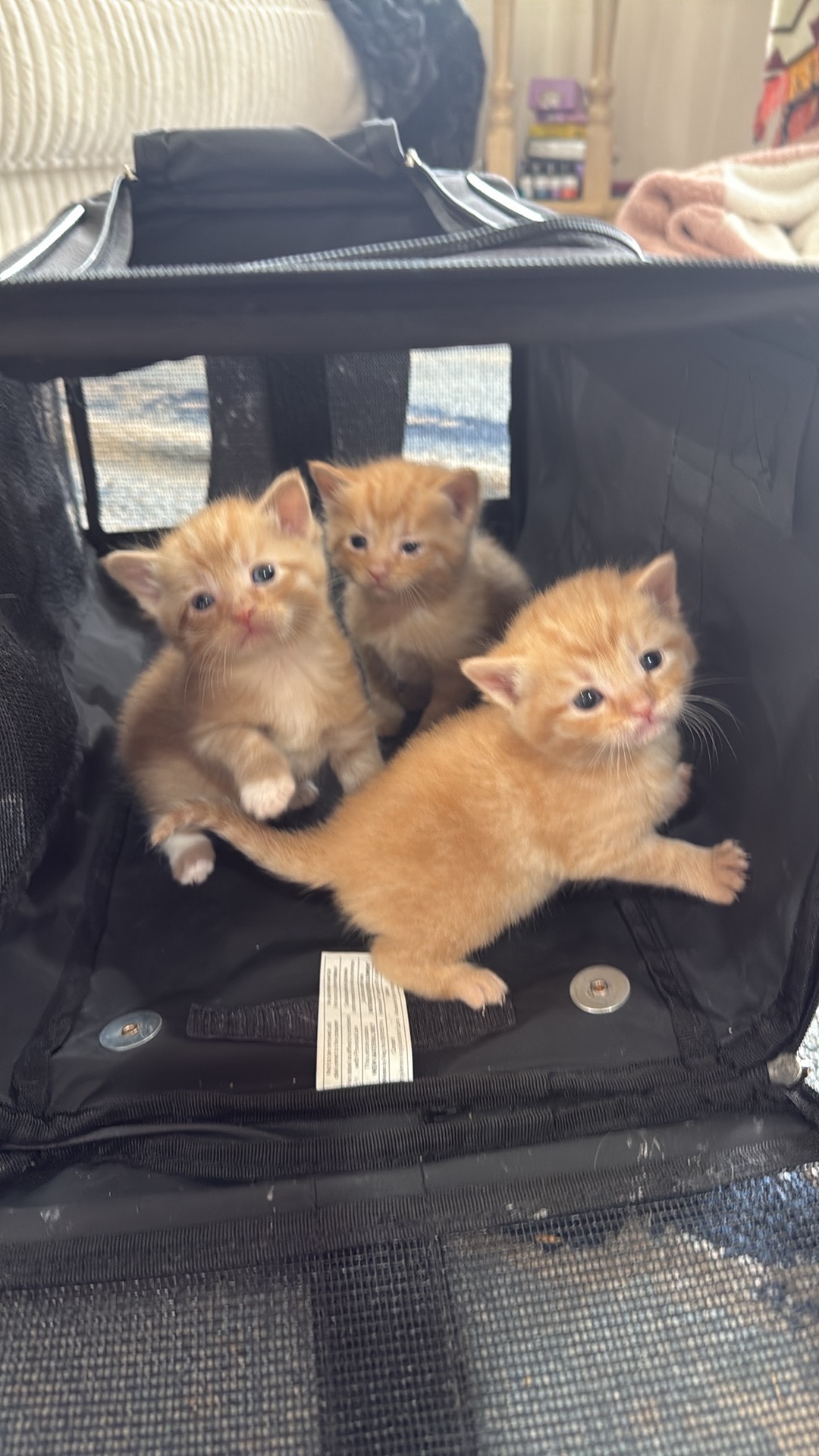 Support House of Kitty's Path to PetSmart Partnership campaign photo, 7 of 8