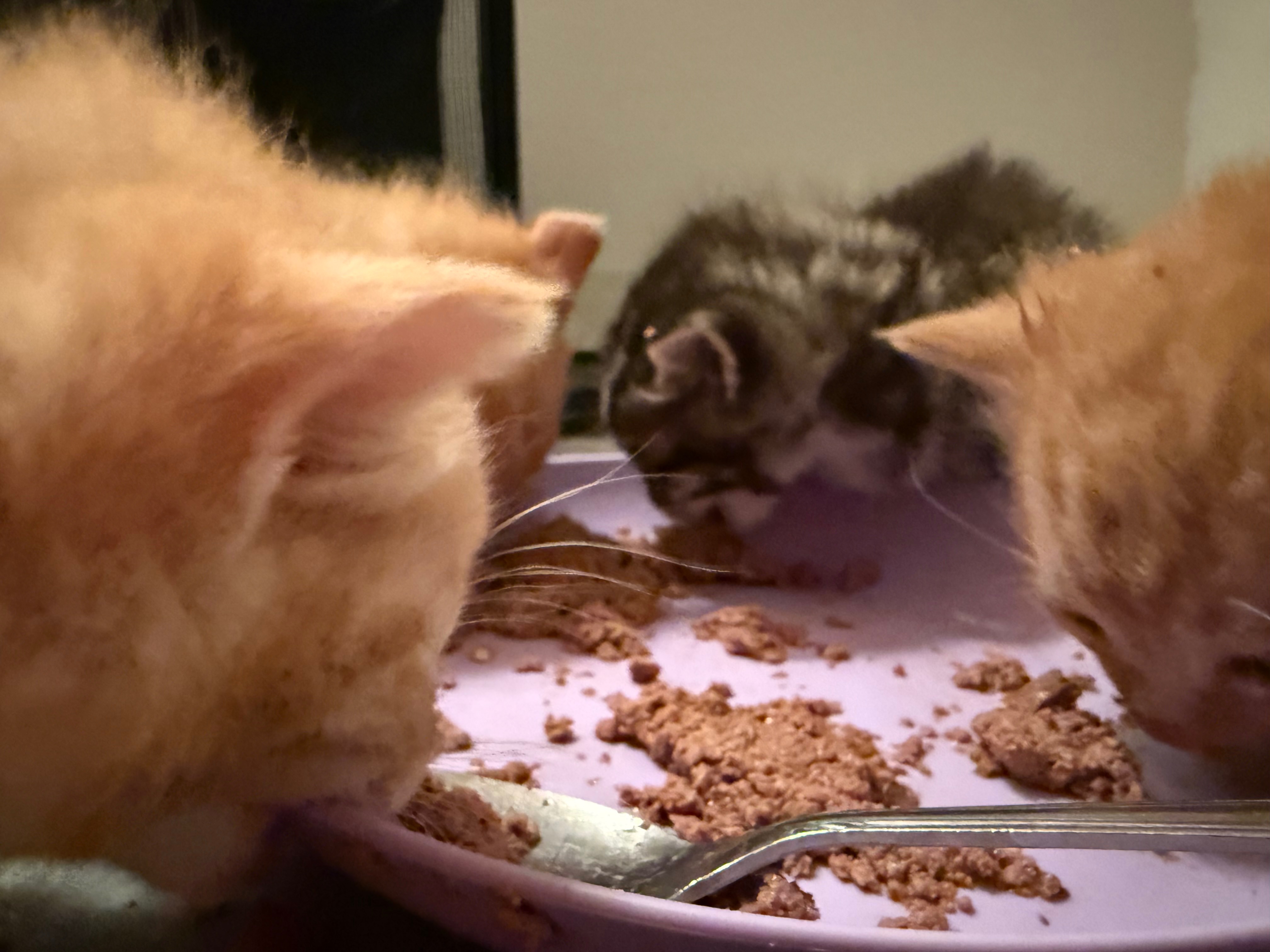 Support House of Kitty's Path to PetSmart Partnership campaign photo, 2 of 8