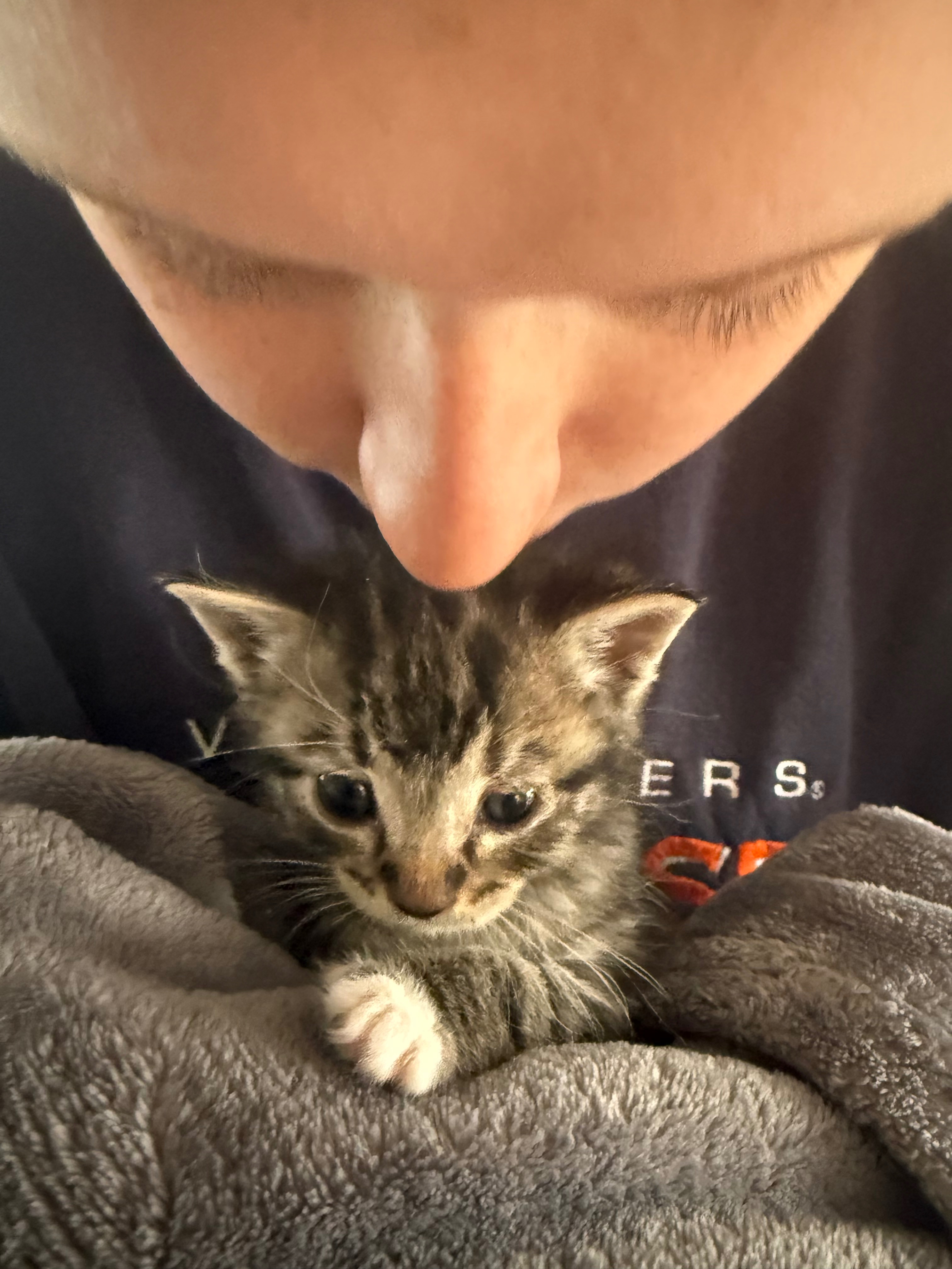 Support House of Kitty's Path to PetSmart Partnership campaign photo, 4 of 8