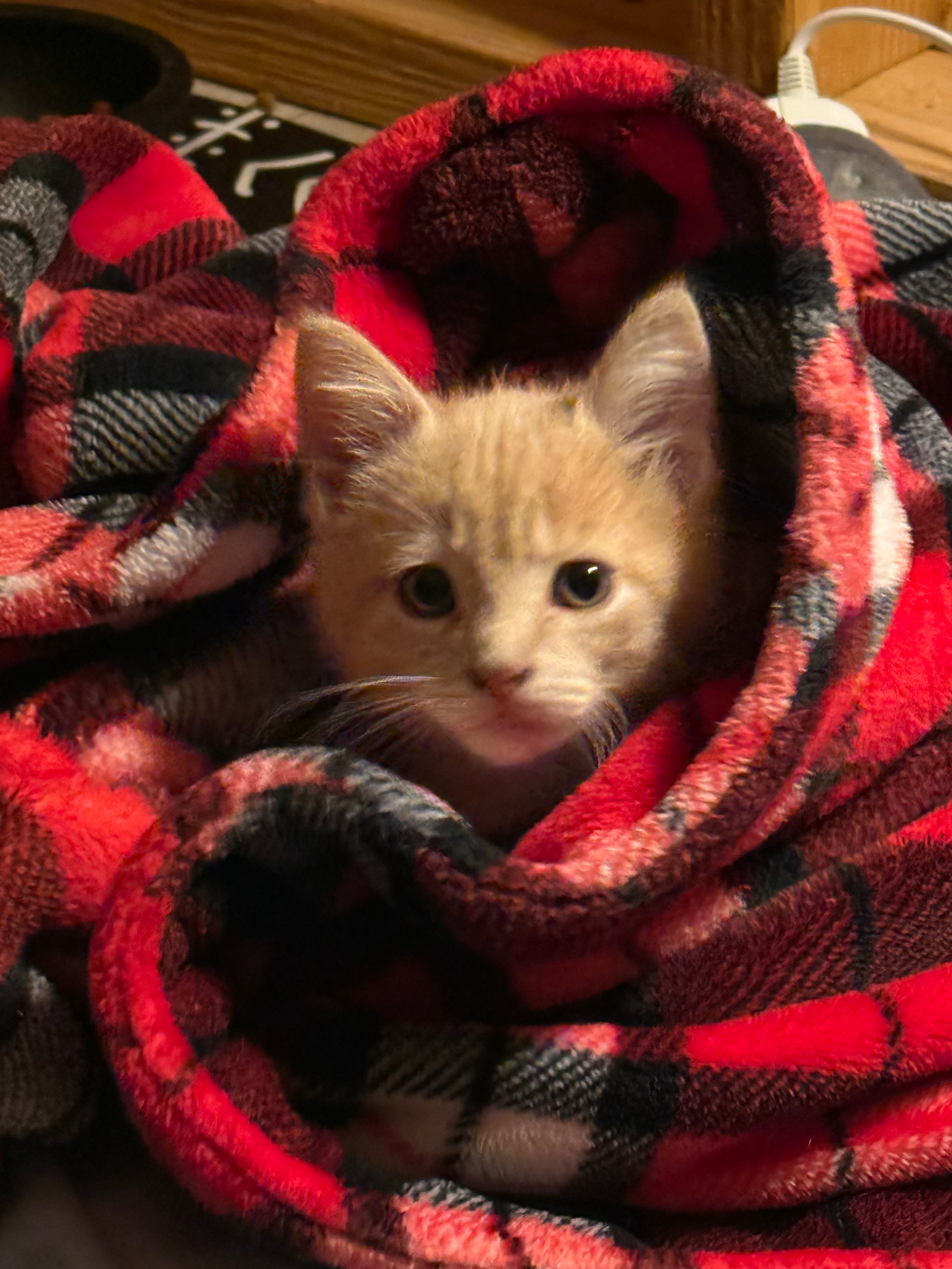 Support House of Kitty's Path to PetSmart Partnership campaign photo, 5 of 8