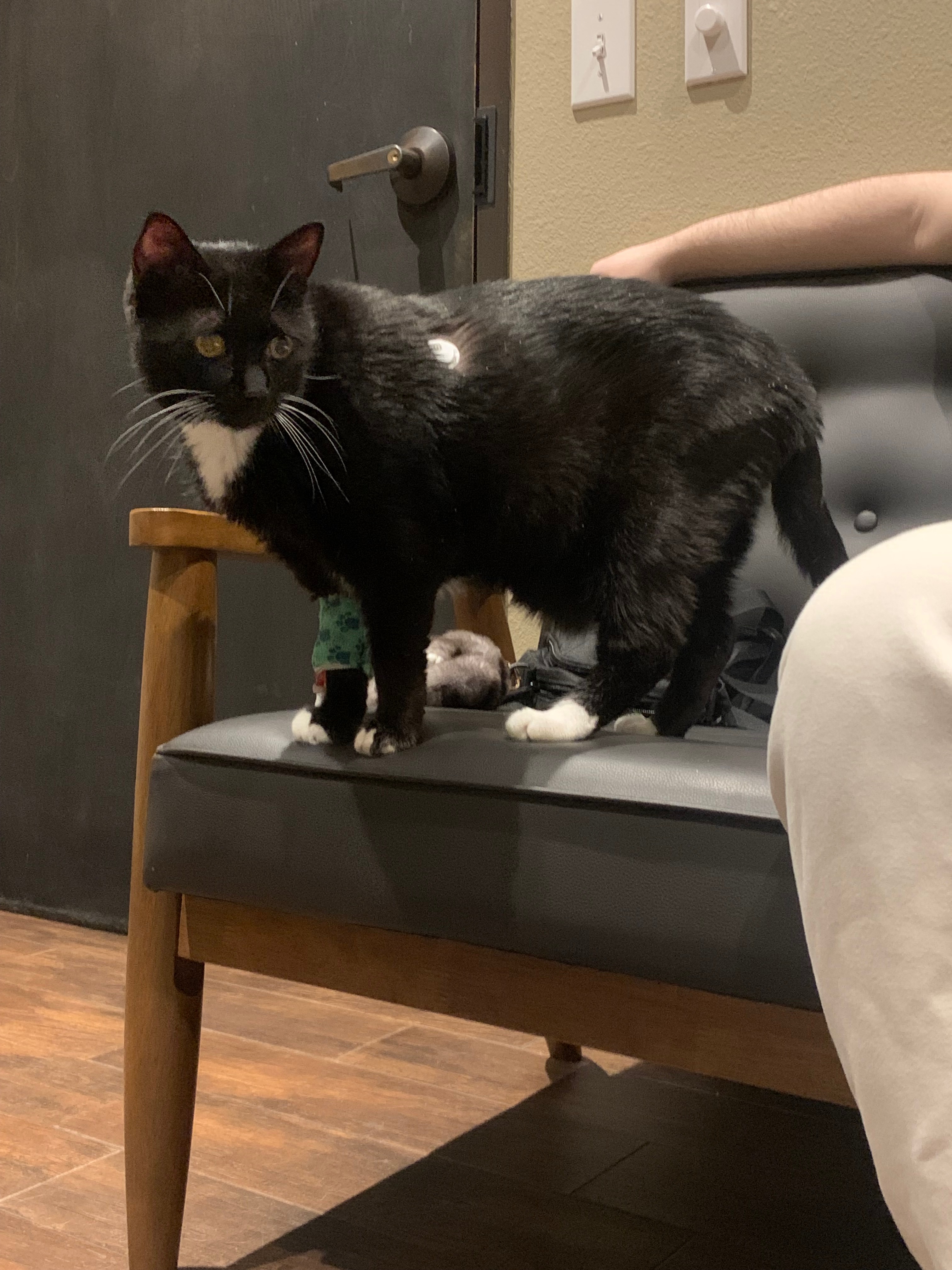 Help Costello Recover from Diabetic Crisis campaign photo, 2 of 8