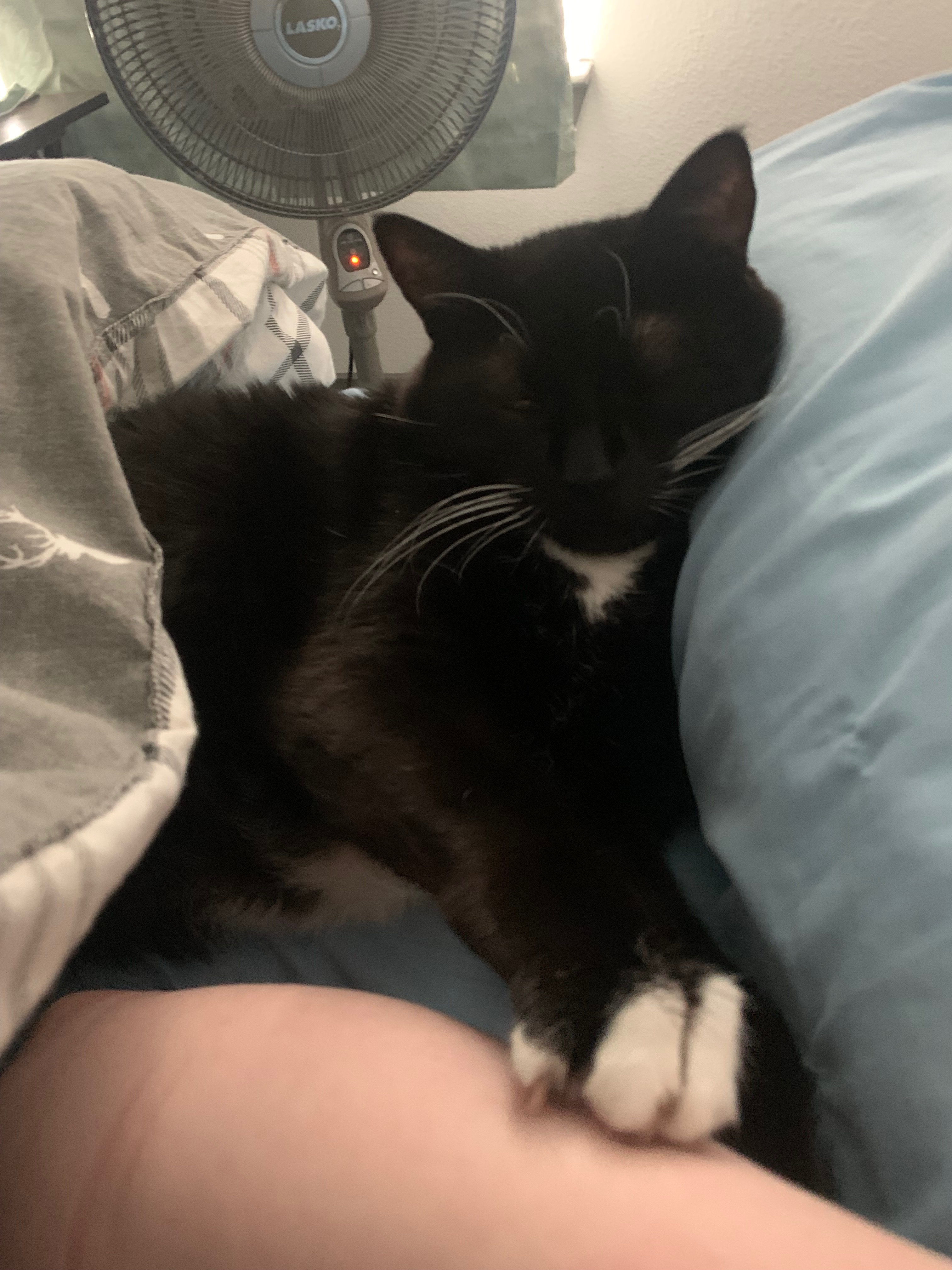 Help Costello Recover from Diabetic Crisis campaign photo, 5 of 8