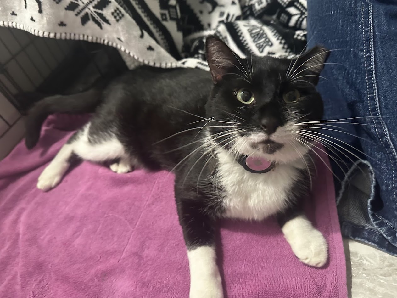 Help Severus (aka Sylvester) Eat Without Pain campaign photo, 7 of 8