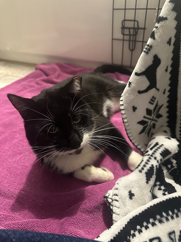 Help Severus (aka Sylvester) Eat Without Pain campaign photo, 2 of 8