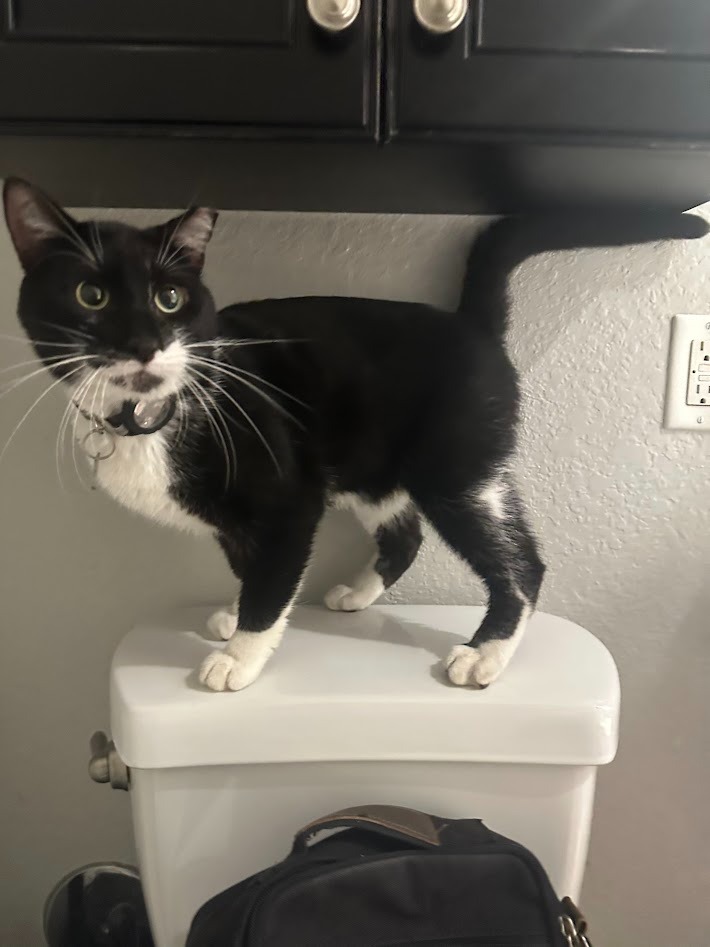 Help Severus (aka Sylvester) Eat Without Pain campaign photo, 4 of 8
