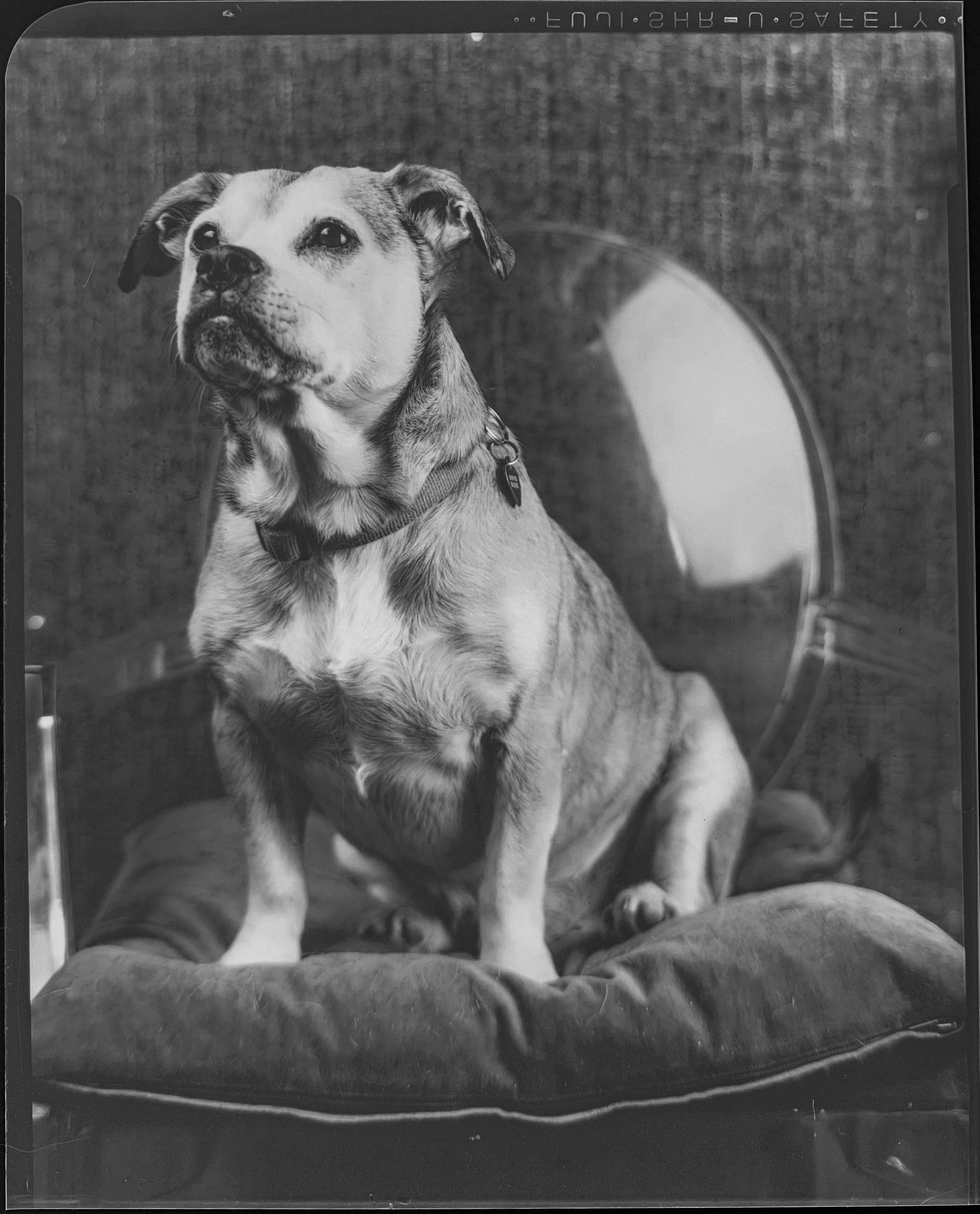 Help Harry Truman Thrive in His Golden Years campaign photo, 4 of 7