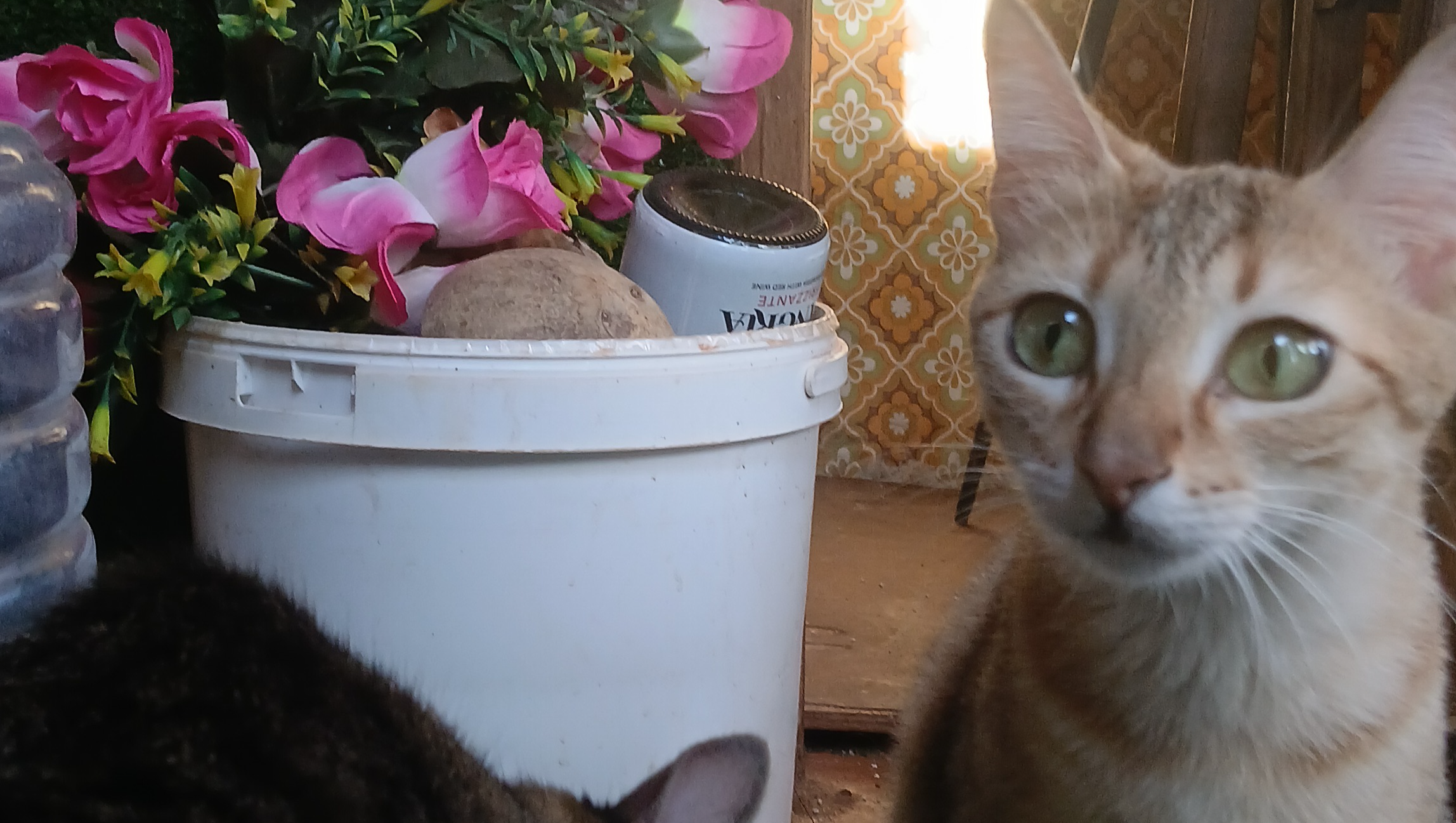 Toca  dos gatos photo