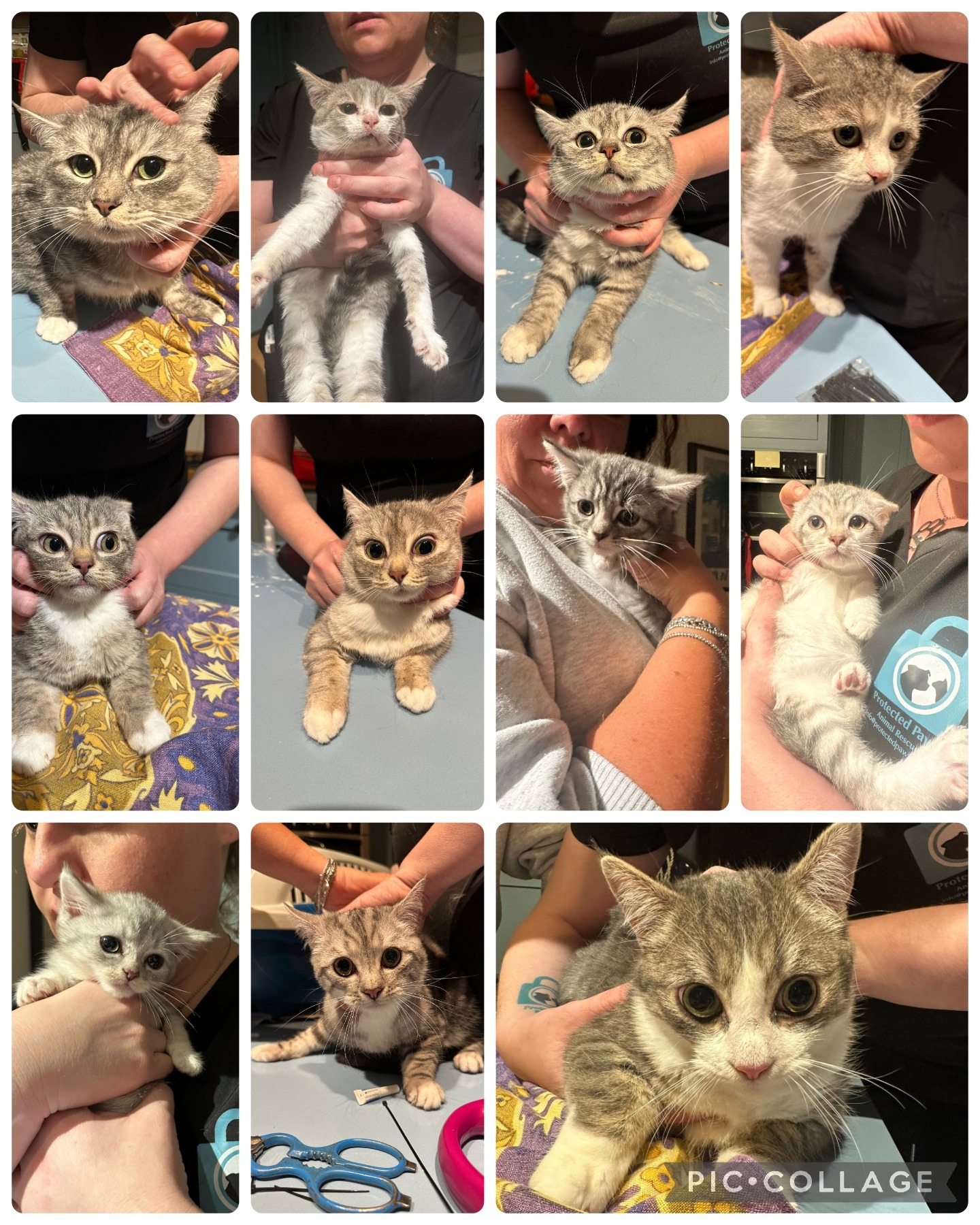 Veterinary care for our British Shorthairs campaign photo, 2 of 4