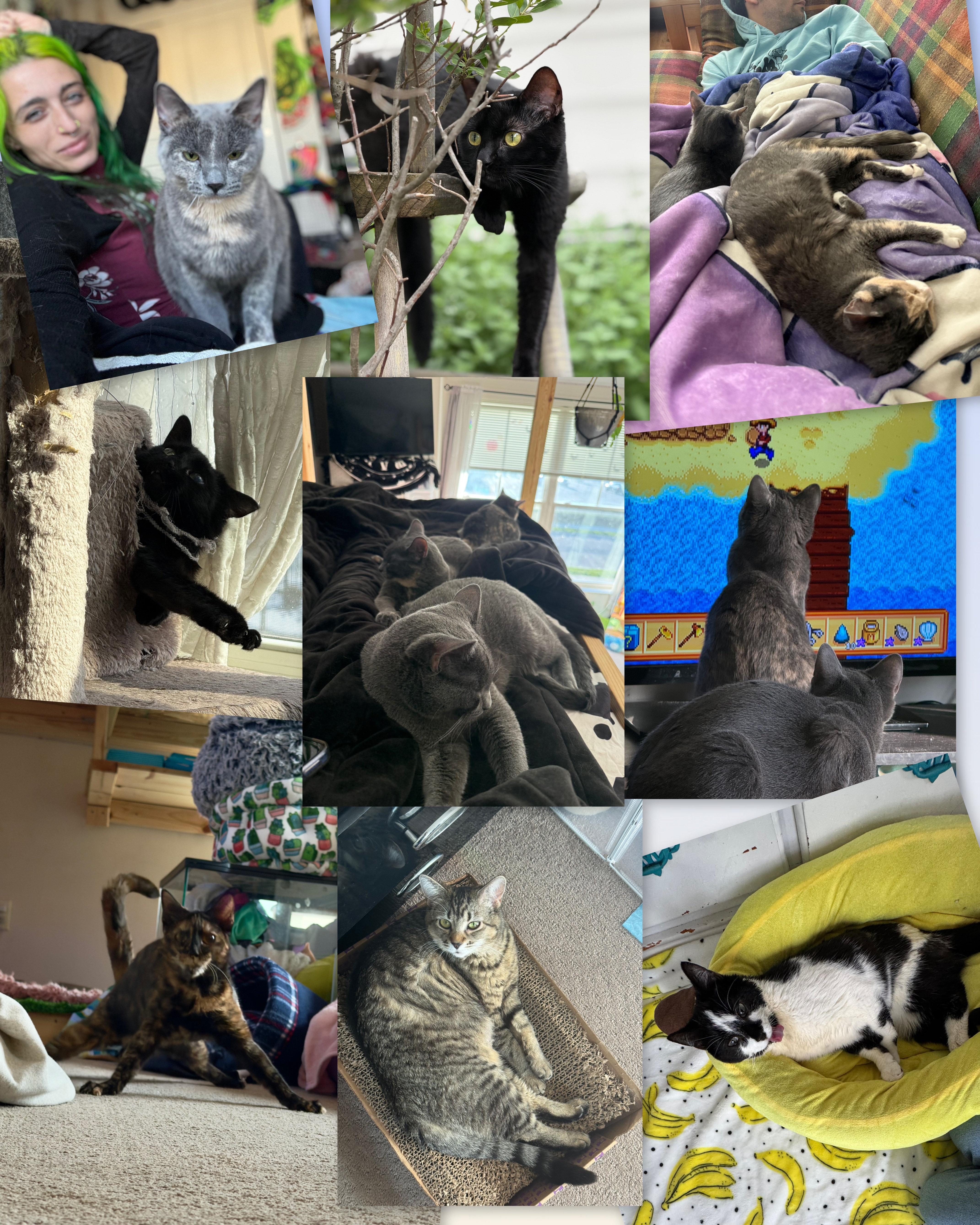 Cleaning up litter with your support for bills and kitties! campaign photo, 4 of 5