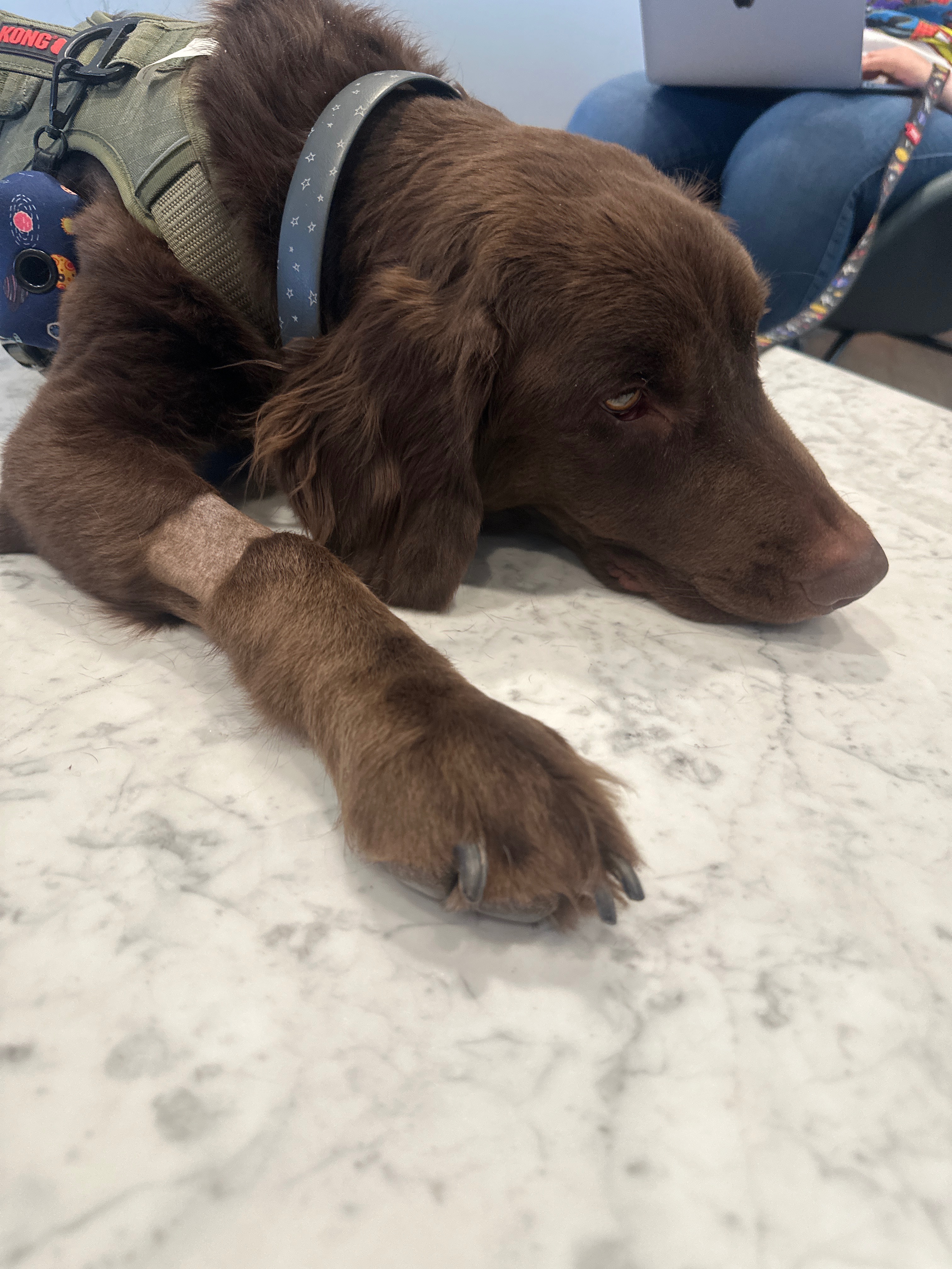 Help Save Jupiter: Emergency Vet Costs campaign photo, 4 of 5