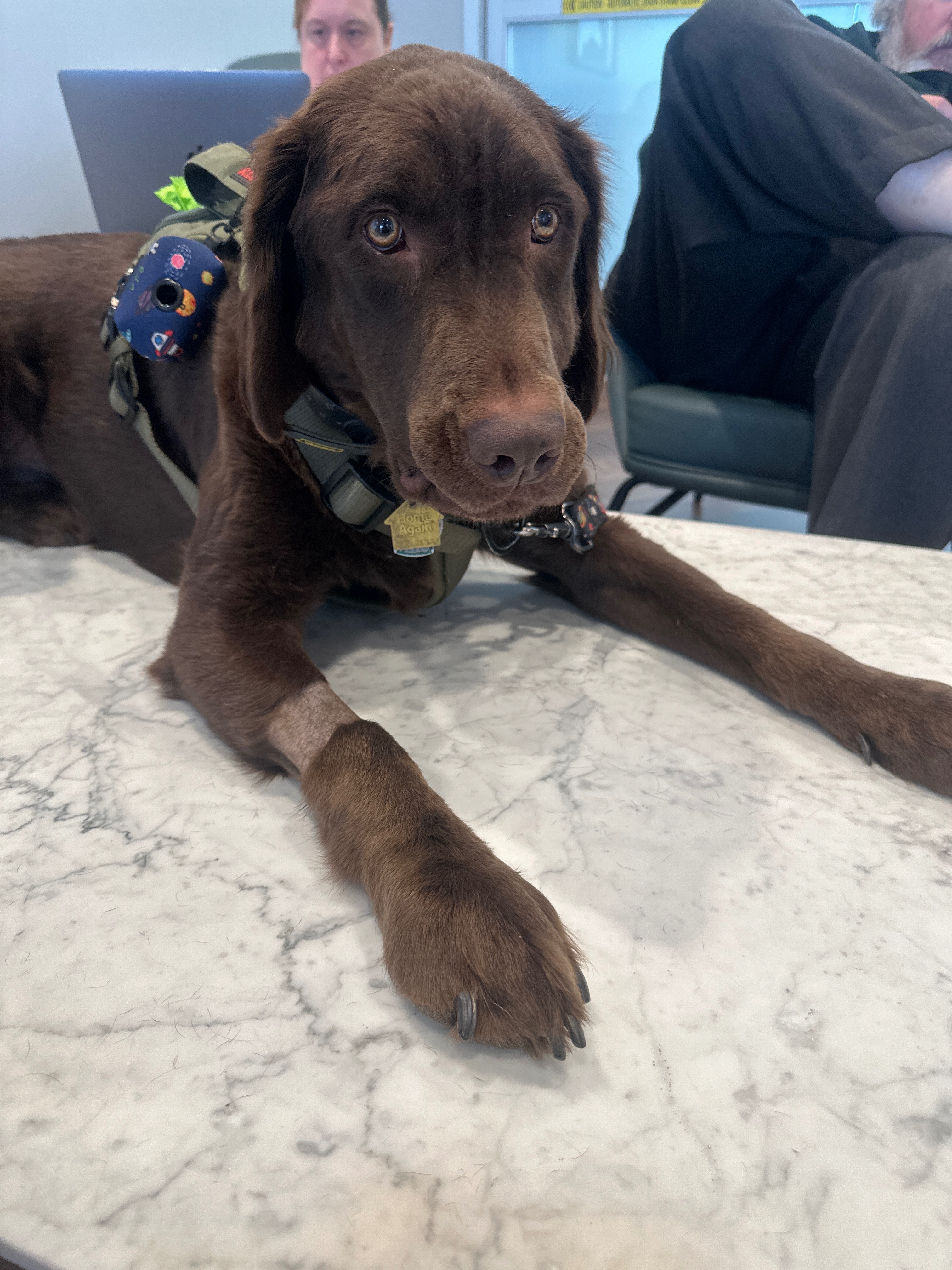 Help Save Jupiter: Emergency Vet Costs campaign photo, 2 of 5
