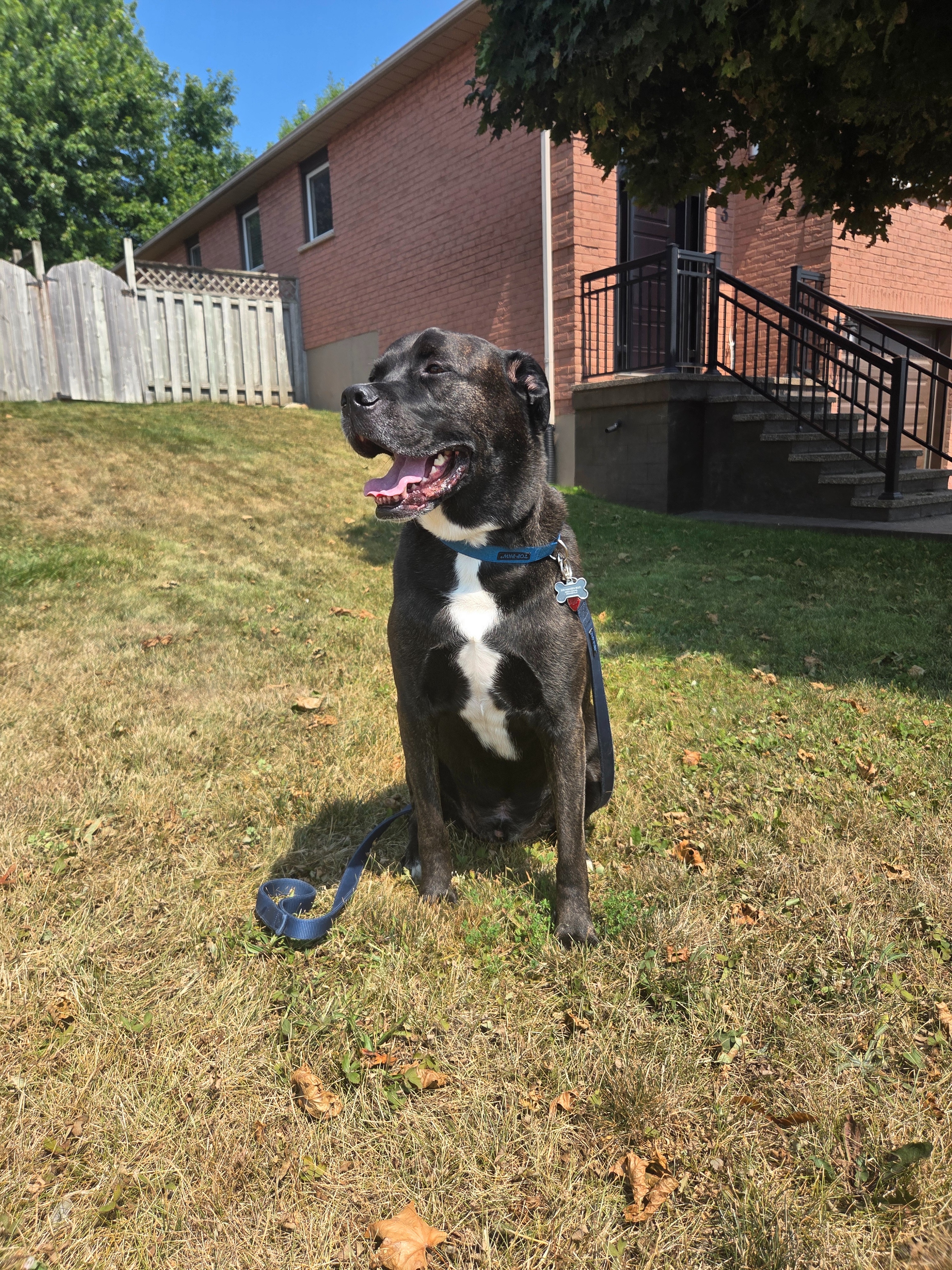 Tyson has lymphoma and needs help campaign photo, 4 of 5