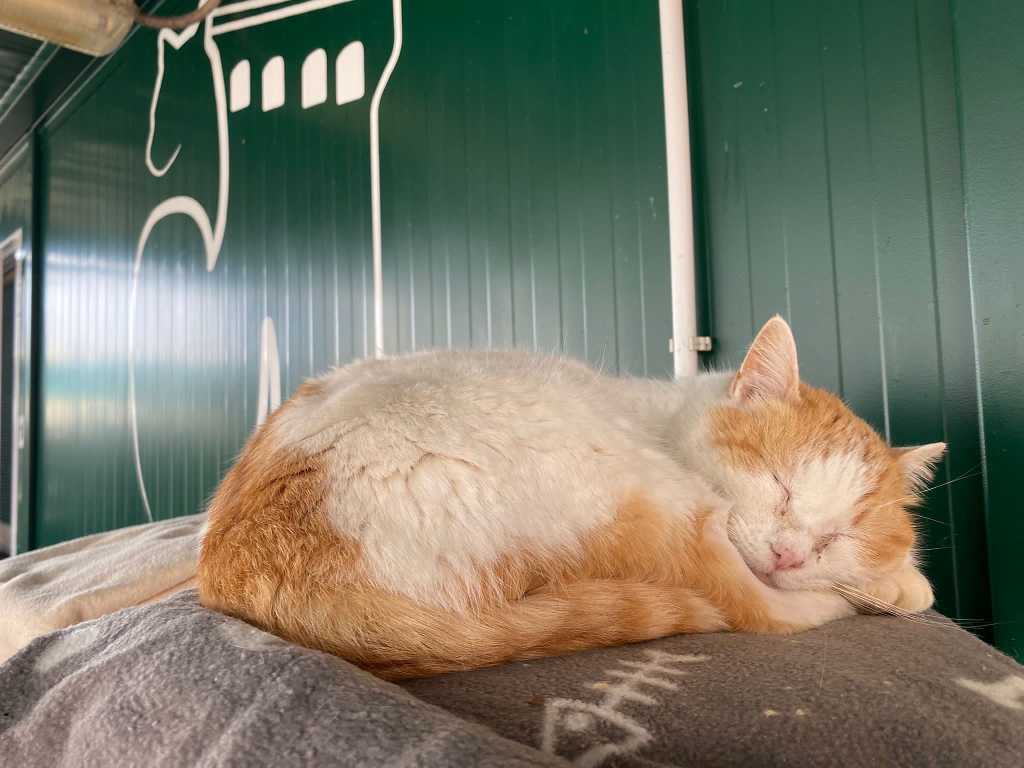 Aiuta l’Oasi Felina StragattiR campaign photo, 7 of 8