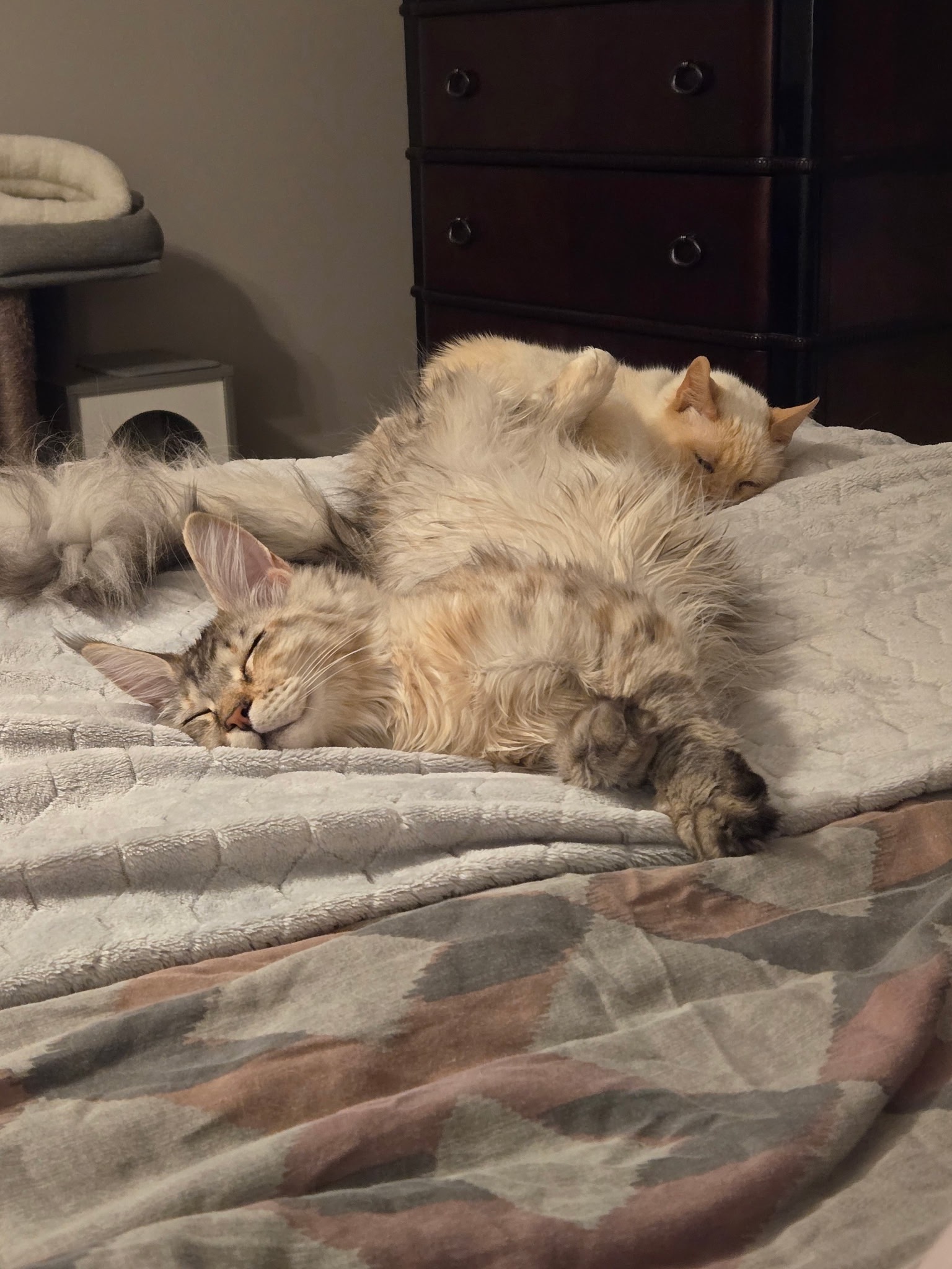 Help Our Beloved Cat Fight Kidney Failure campaign photo, 5 of 6