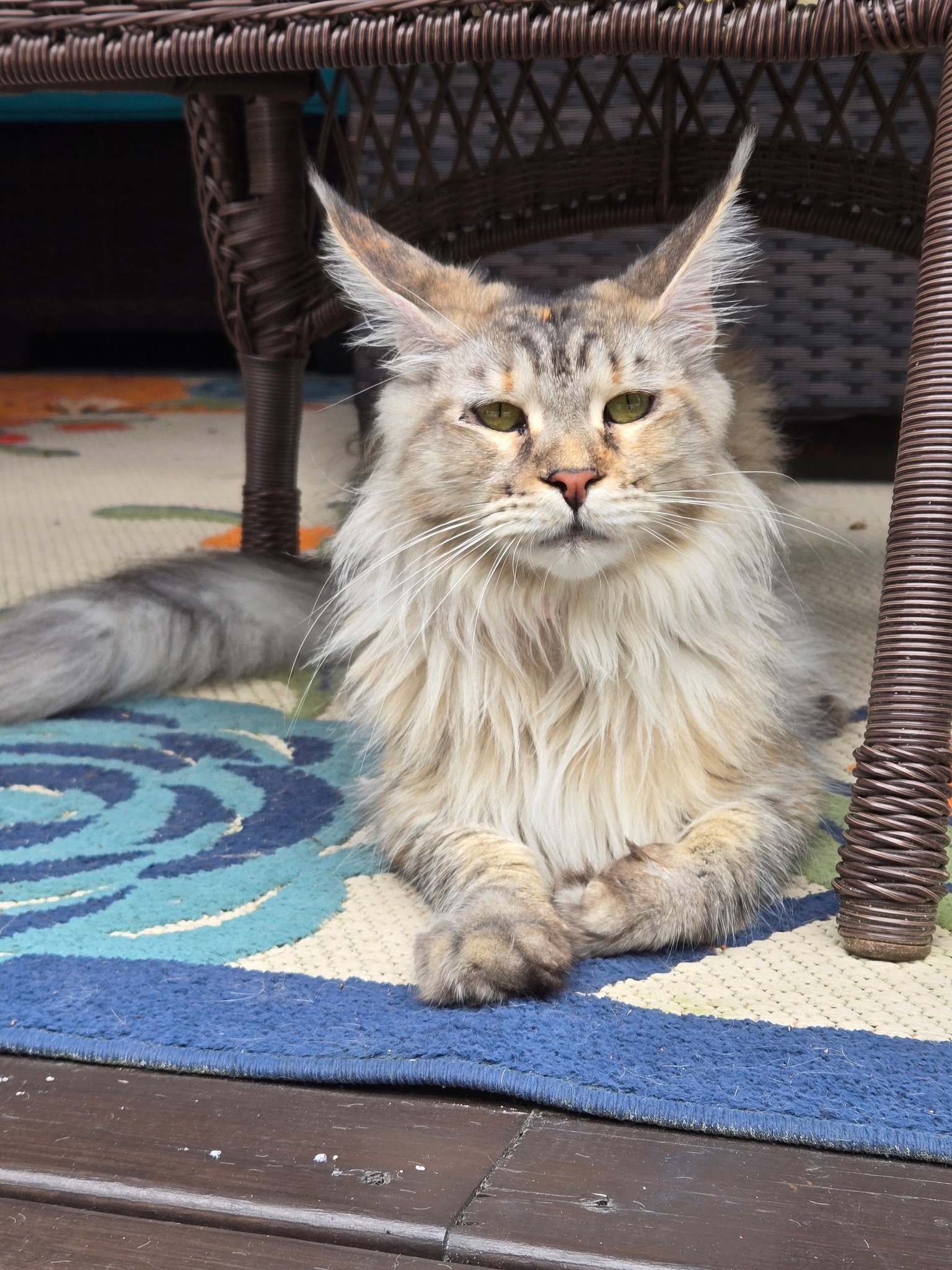 Help Our Beloved Cat Fight Kidney Failure campaign photo, 2 of 6