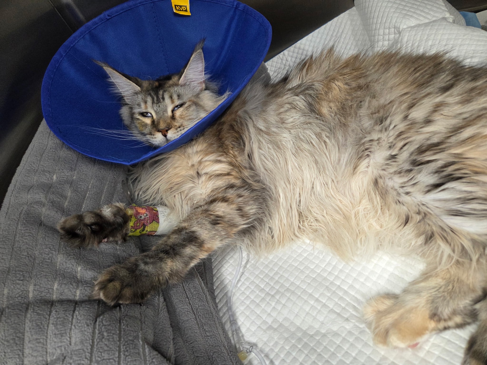 Help Our Beloved Cat Fight Kidney Failure campaign photo, 4 of 6
