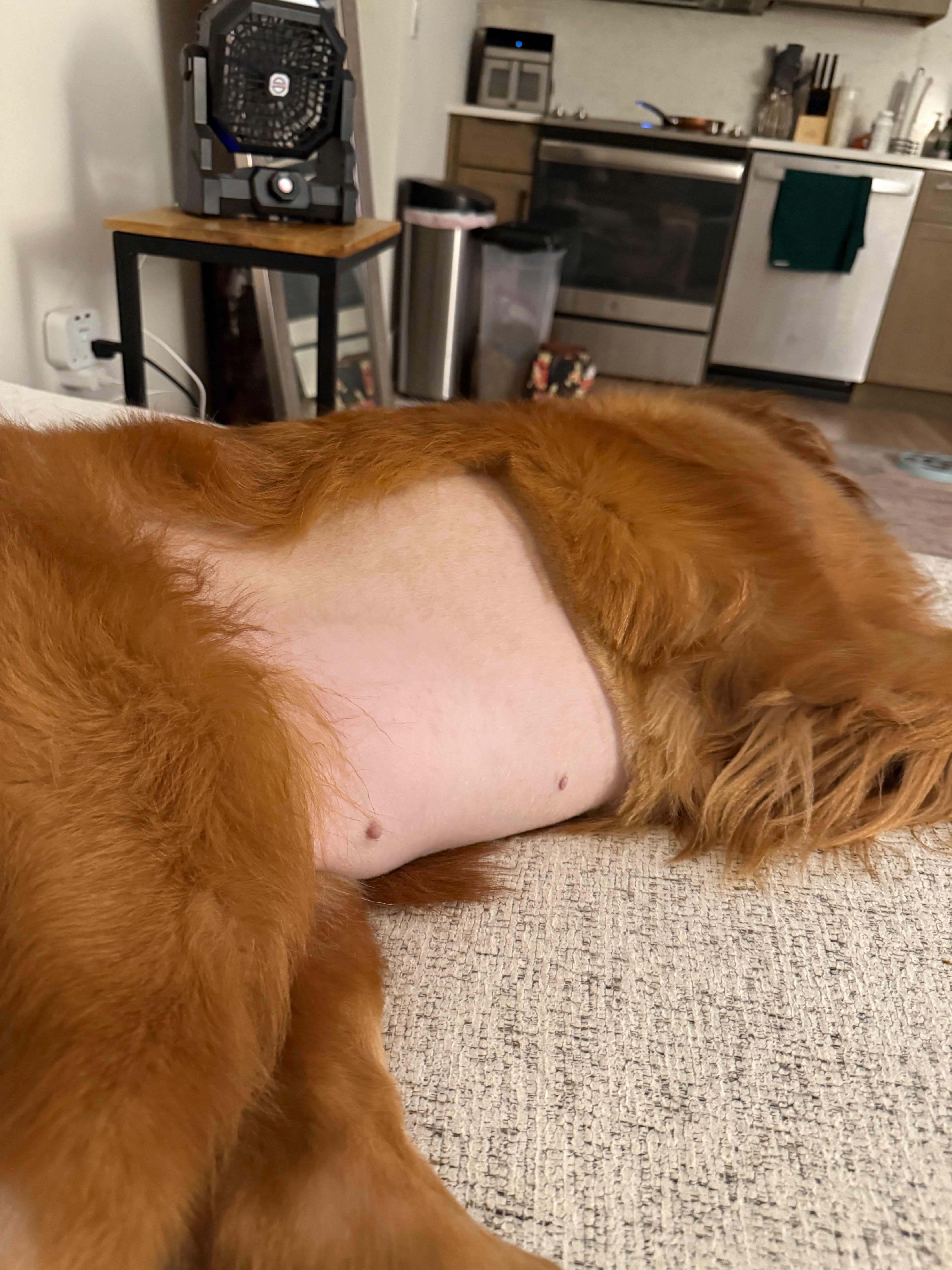 Help Remy Walk Again: Support Her Surgery campaign photo, 2 of 8