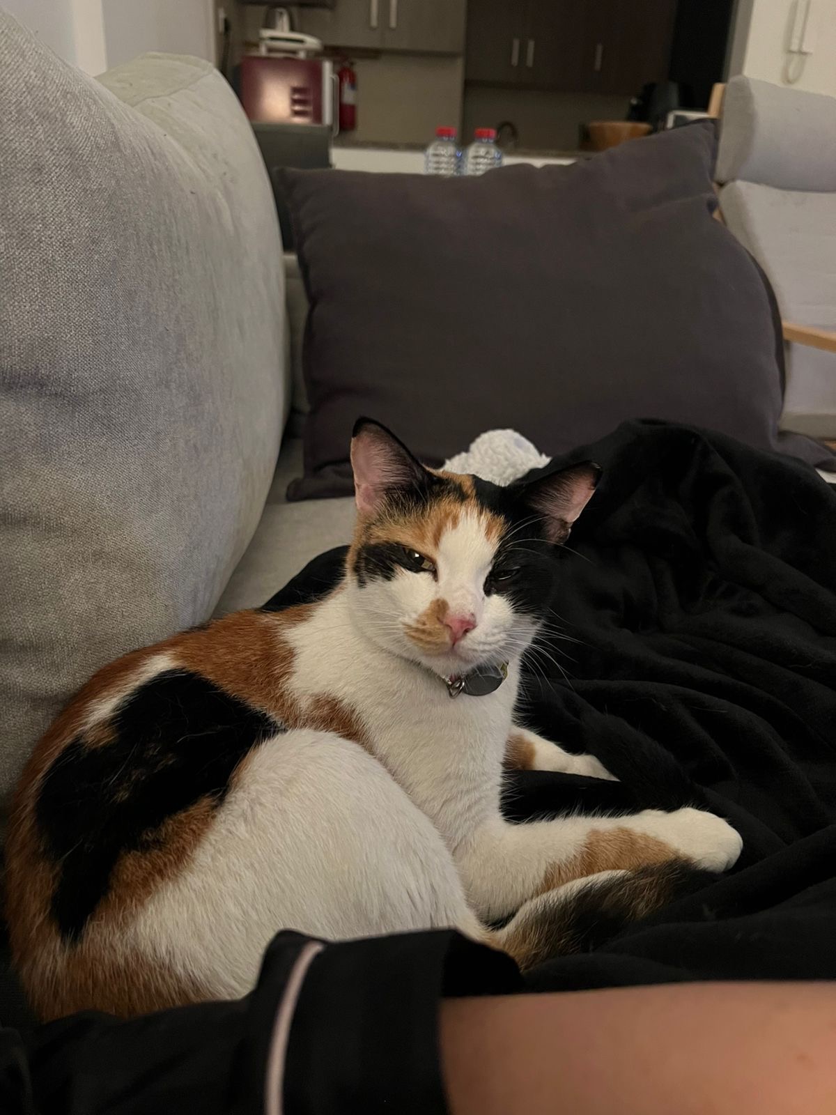 Help Staycie Reach Her Forever Home campaign photo, 2 of 6