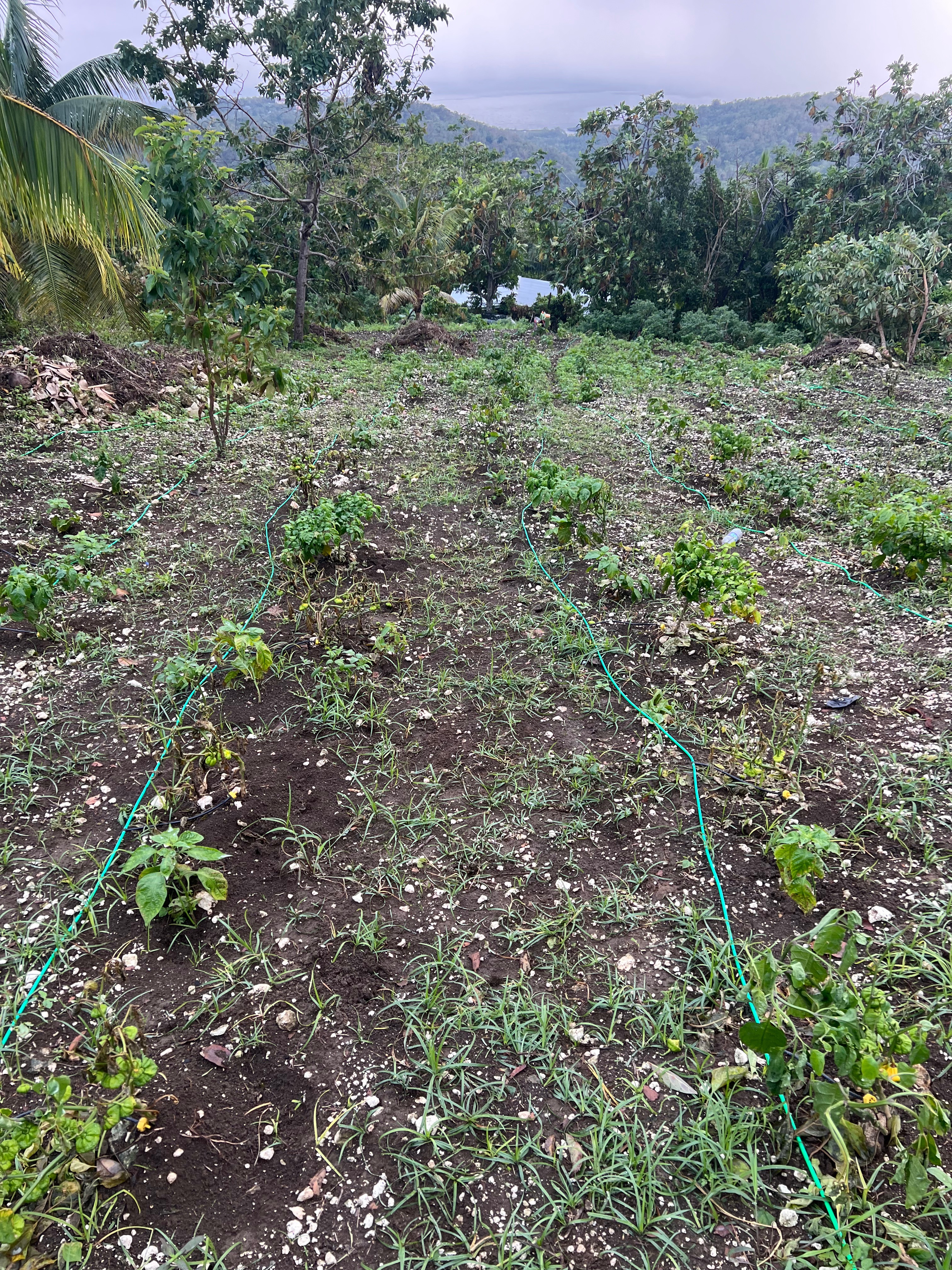 Support Kareem's Farm After Hurricane campaign photo, 7 of 8