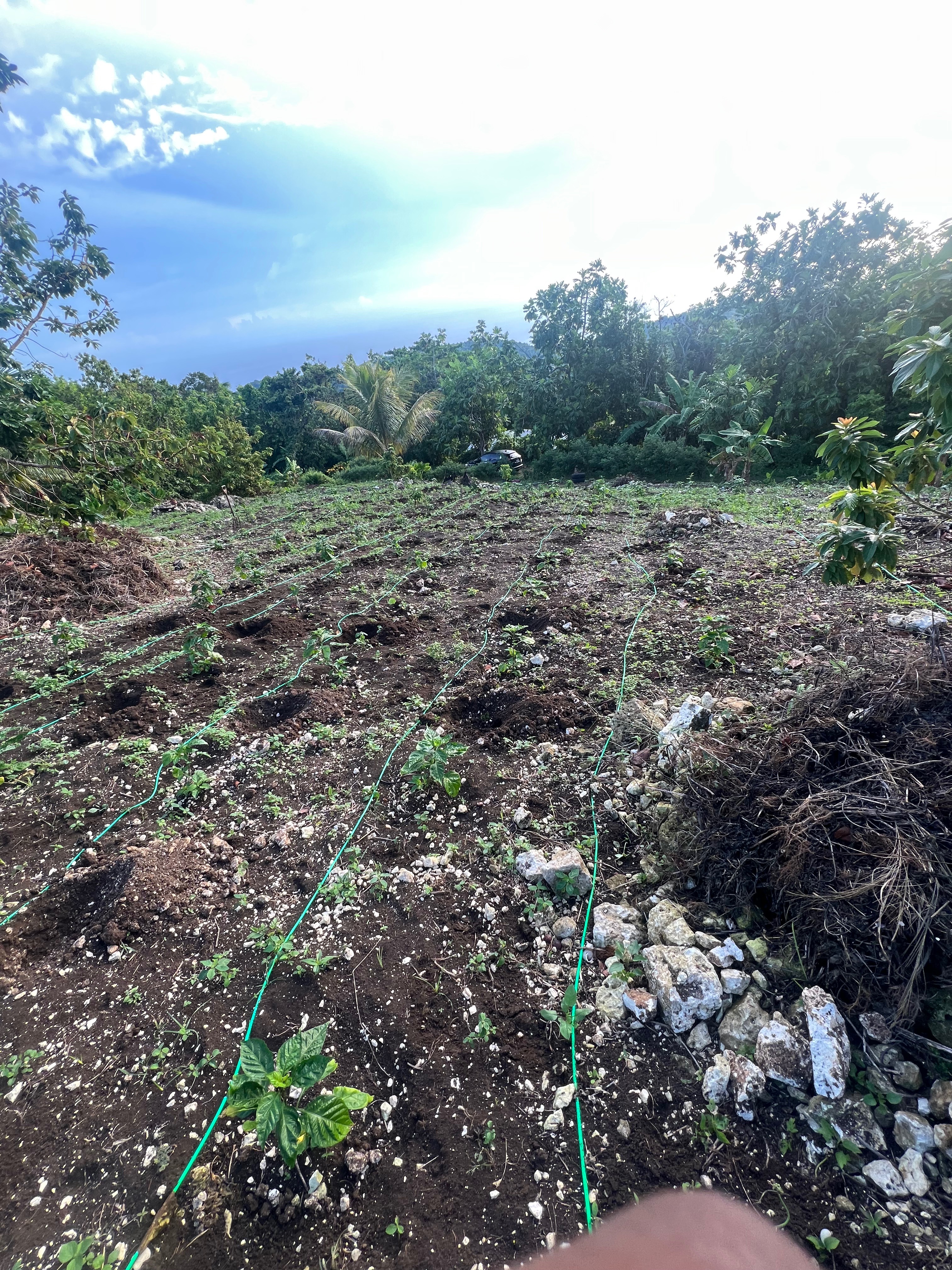 Support Kareem's Farm After Hurricane campaign photo, 6 of 8