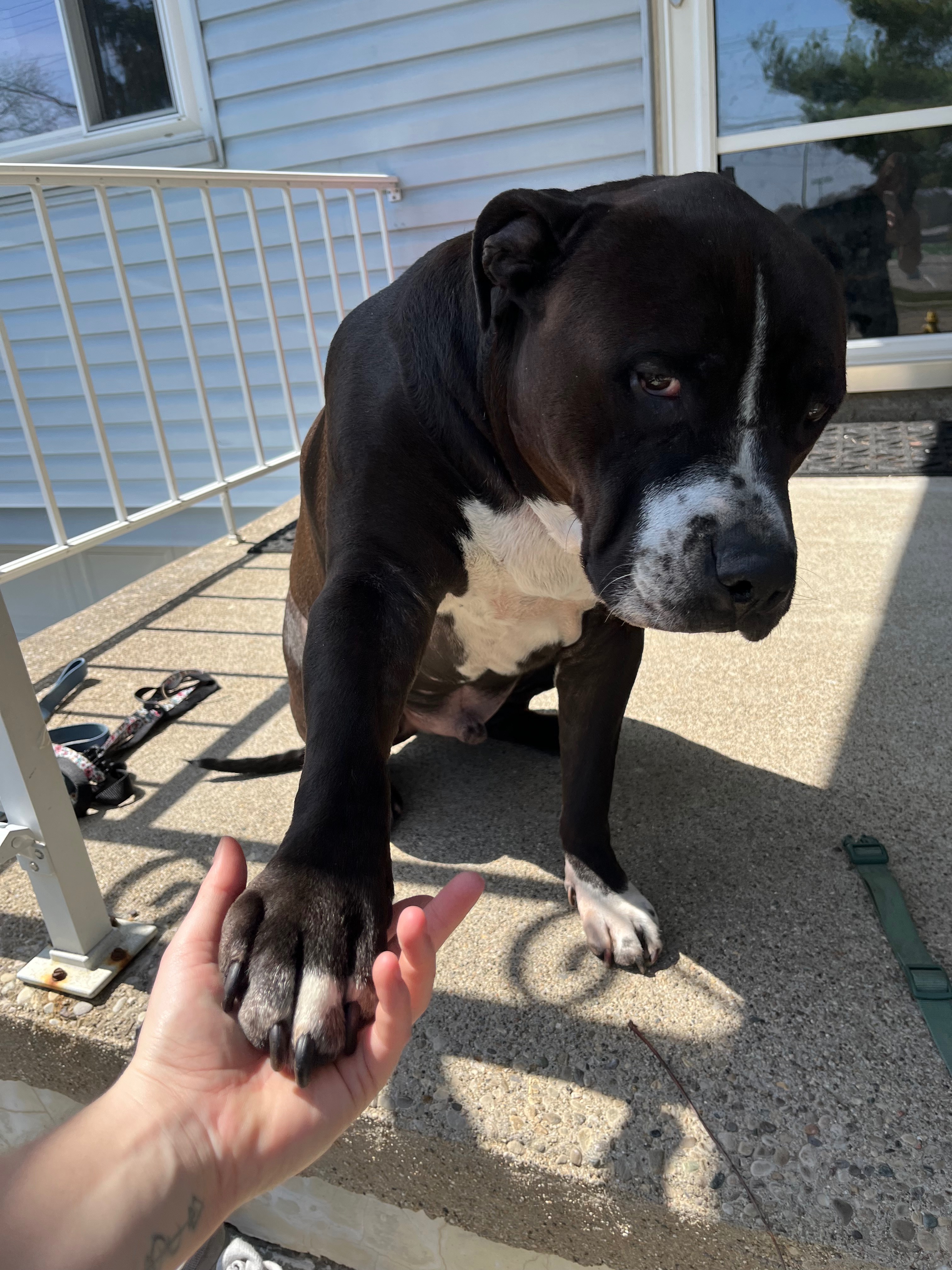 Help Montana Heal: Support His Surgeries campaign photo, 6 of 7