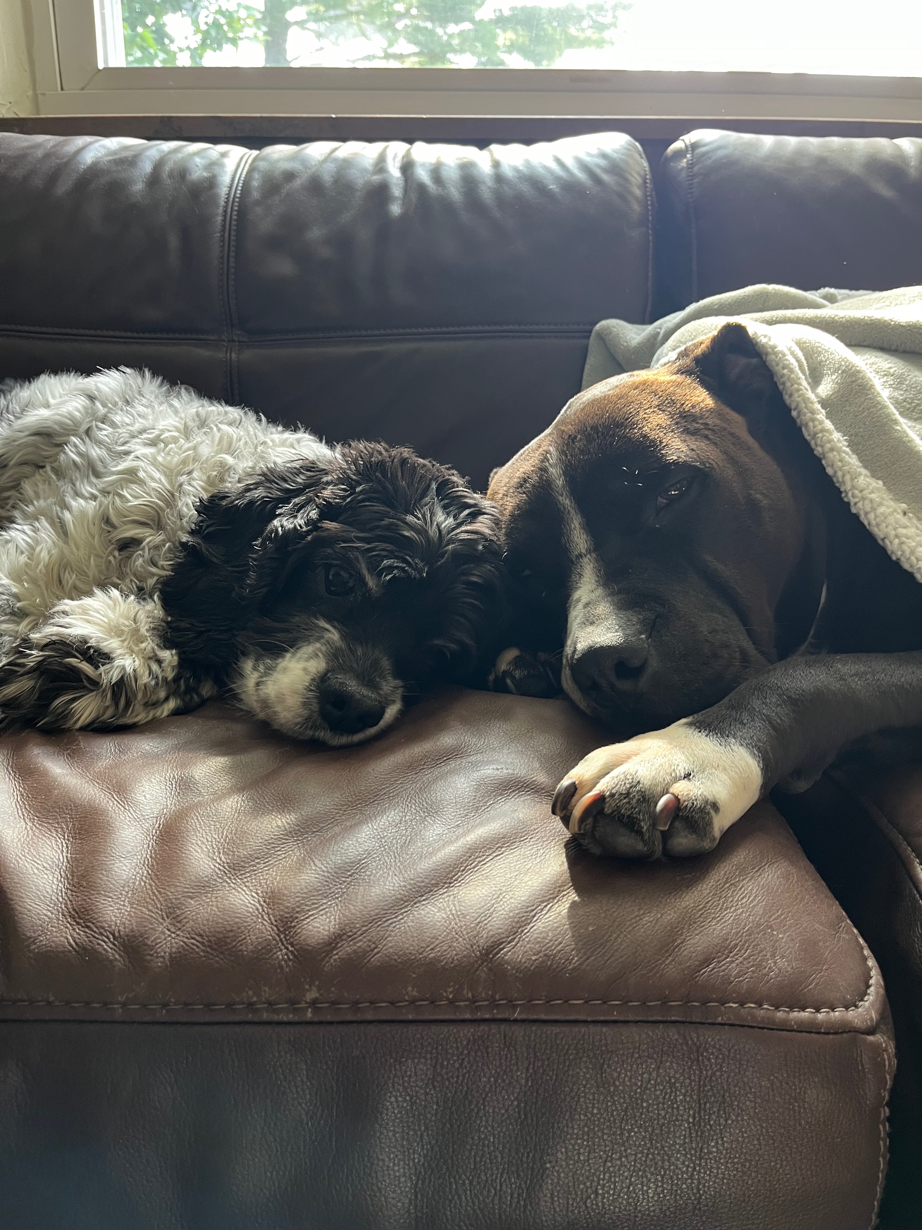 Help Montana Heal: Support His Surgeries campaign photo, 2 of 7