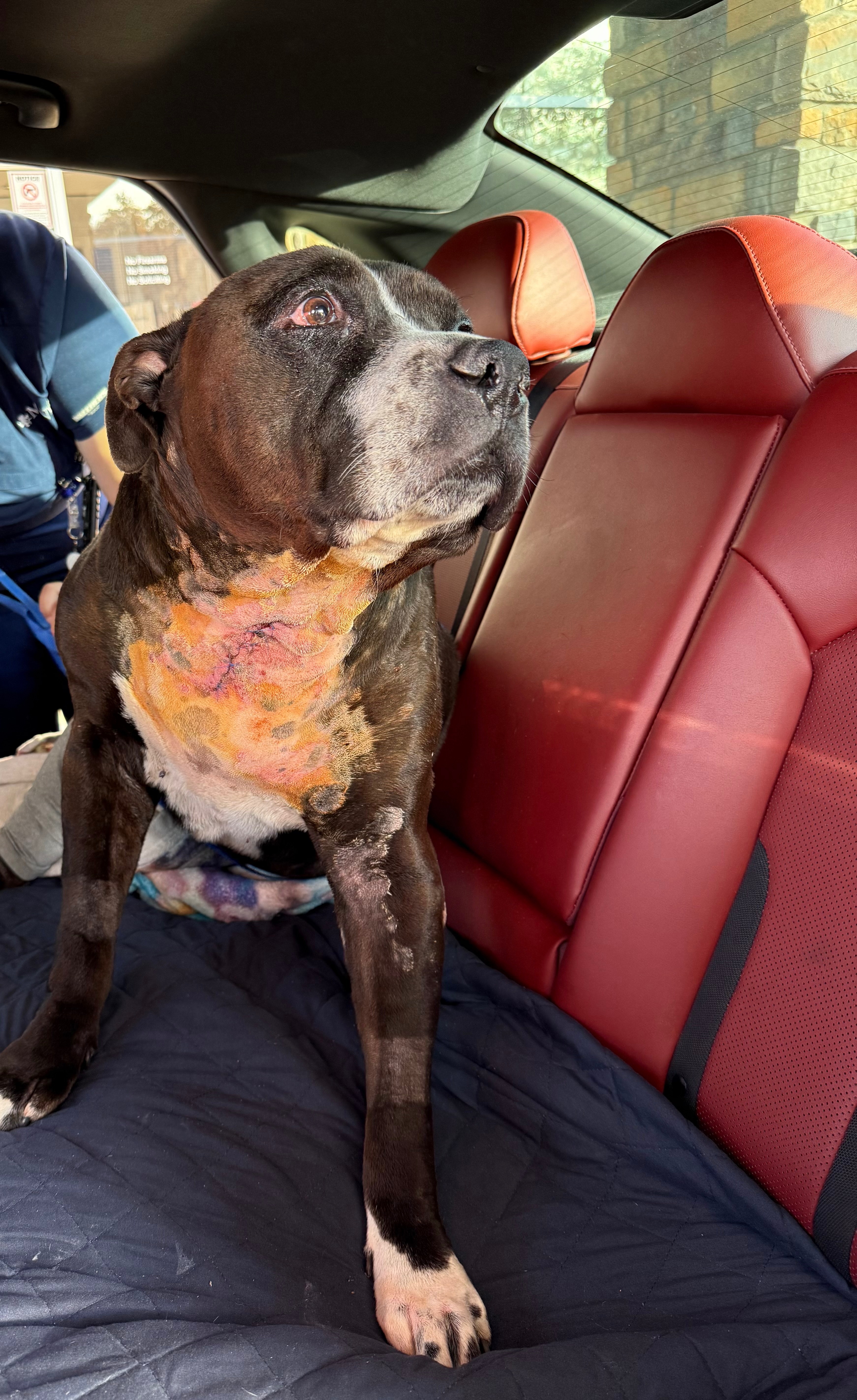 Help Montana Heal: Support His Surgeries campaign photo, 4 of 7