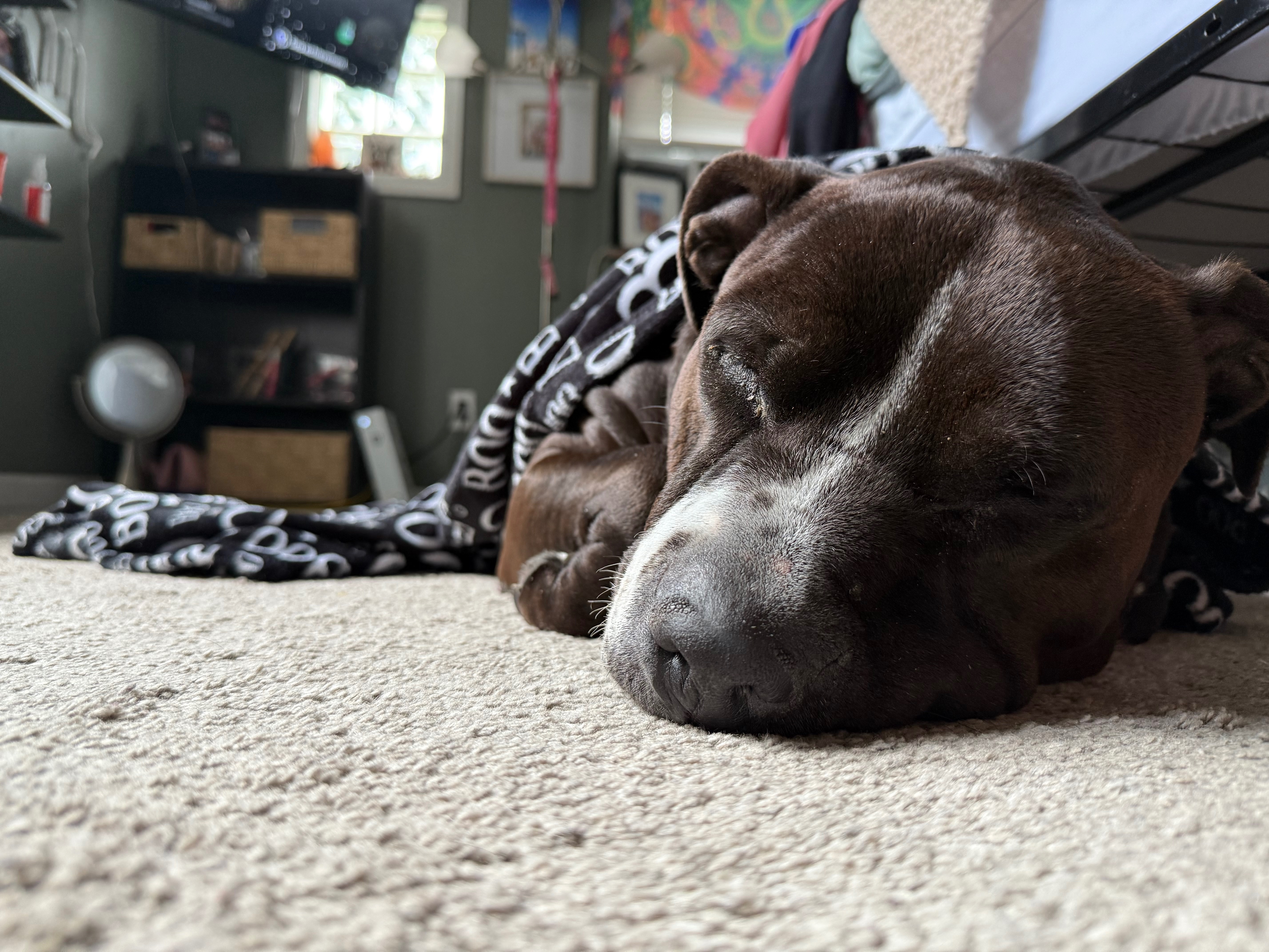 Help Montana Heal: Support His Surgeries campaign photo, 5 of 7