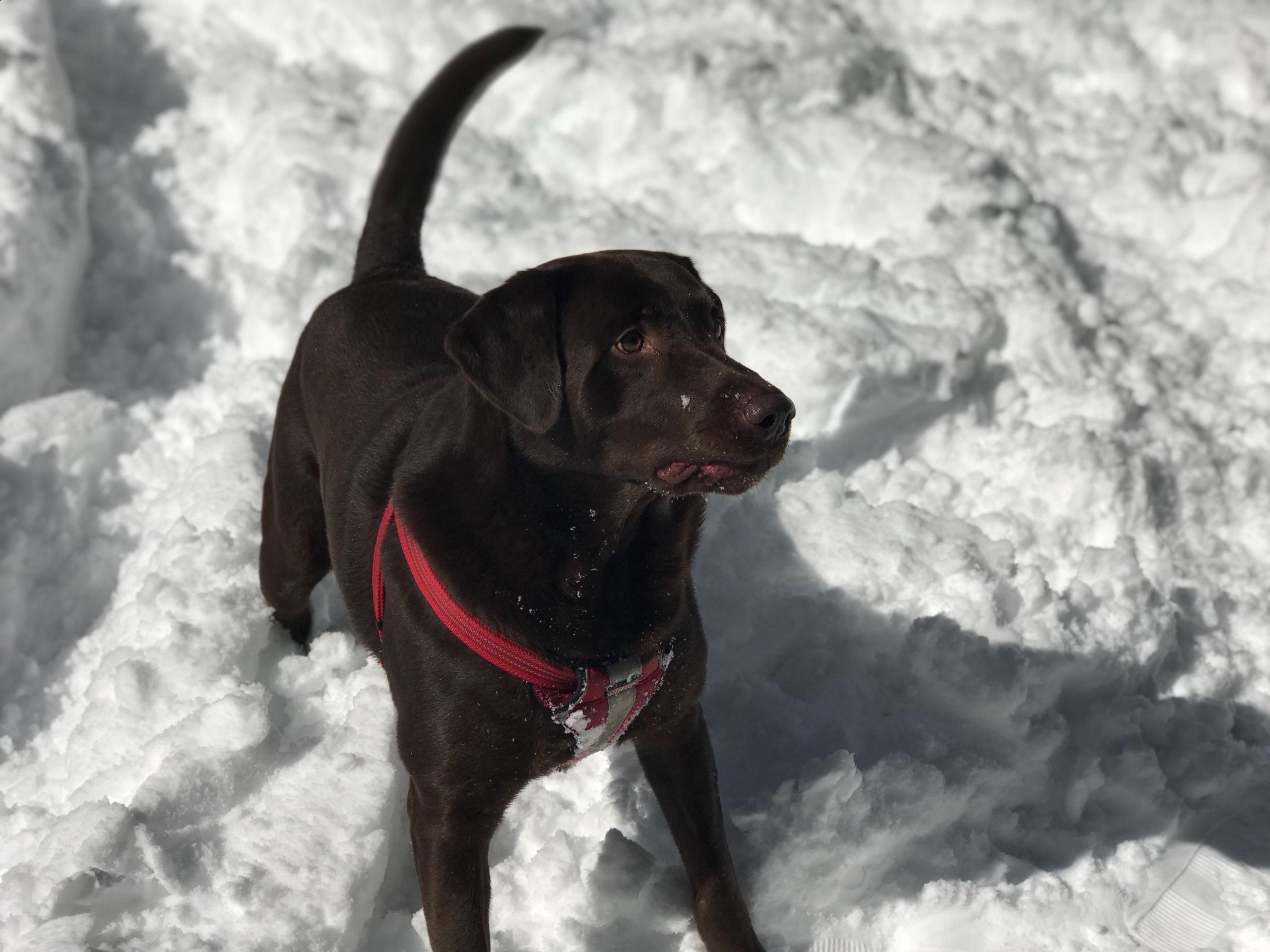 Help Rosco Breathe Again – Life-Saving Surgery Costs campaign photo, 4 of 8
