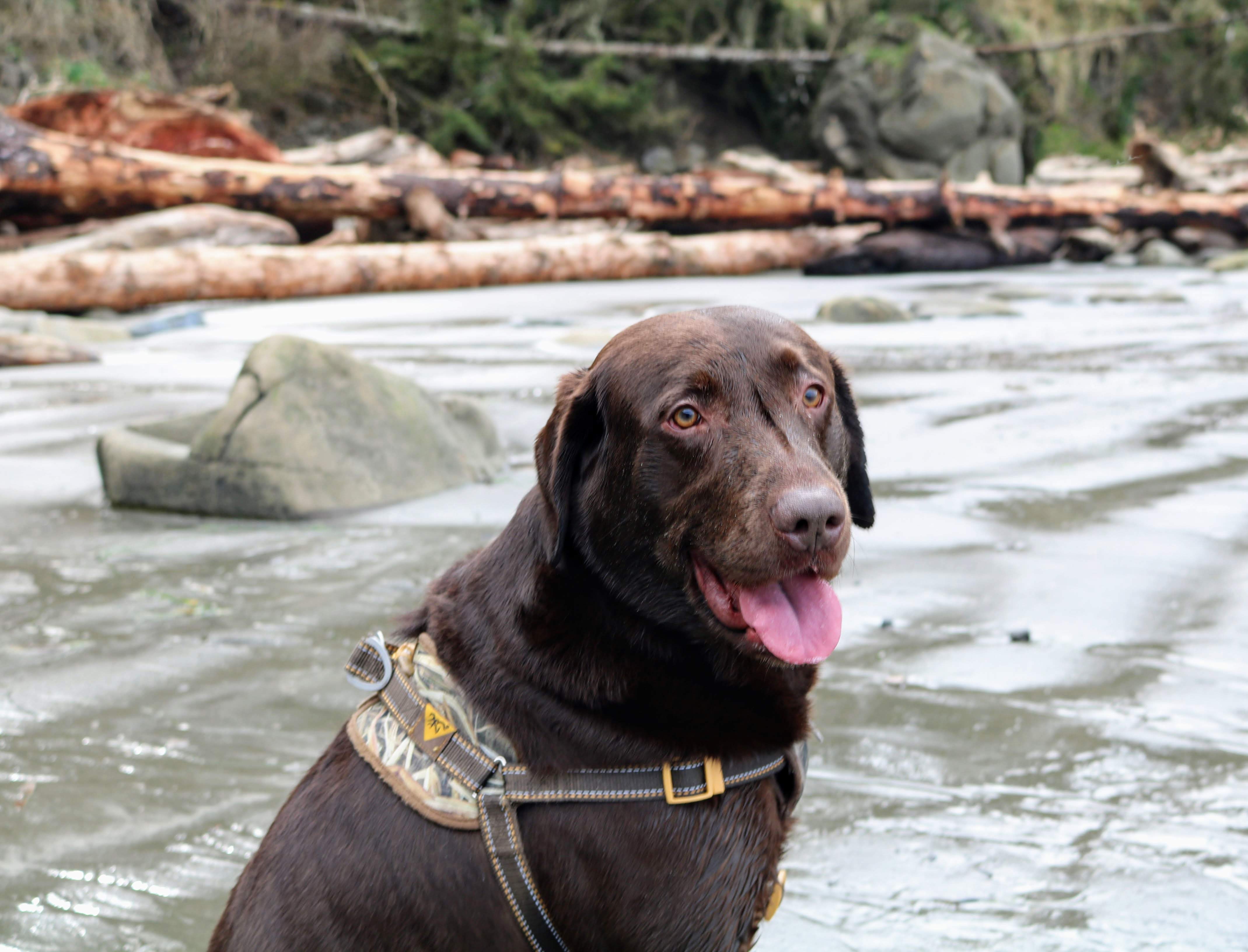 Help Rosco Breathe Again – Life-Saving Surgery Costs campaign photo, 6 of 8