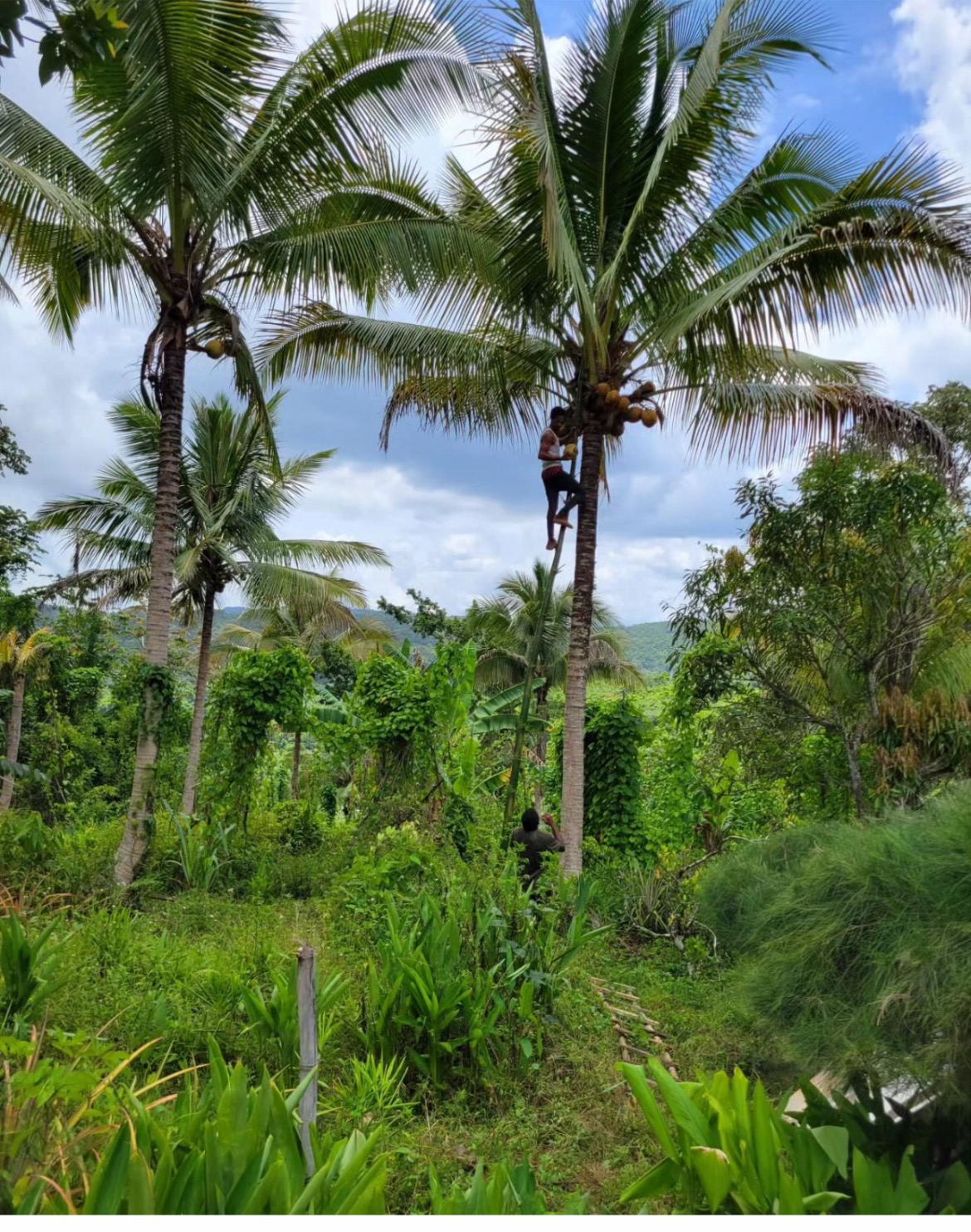 Support rebuilding  Spicy Hill, Trewlawny Jamaica campaign photo, 7 of 7