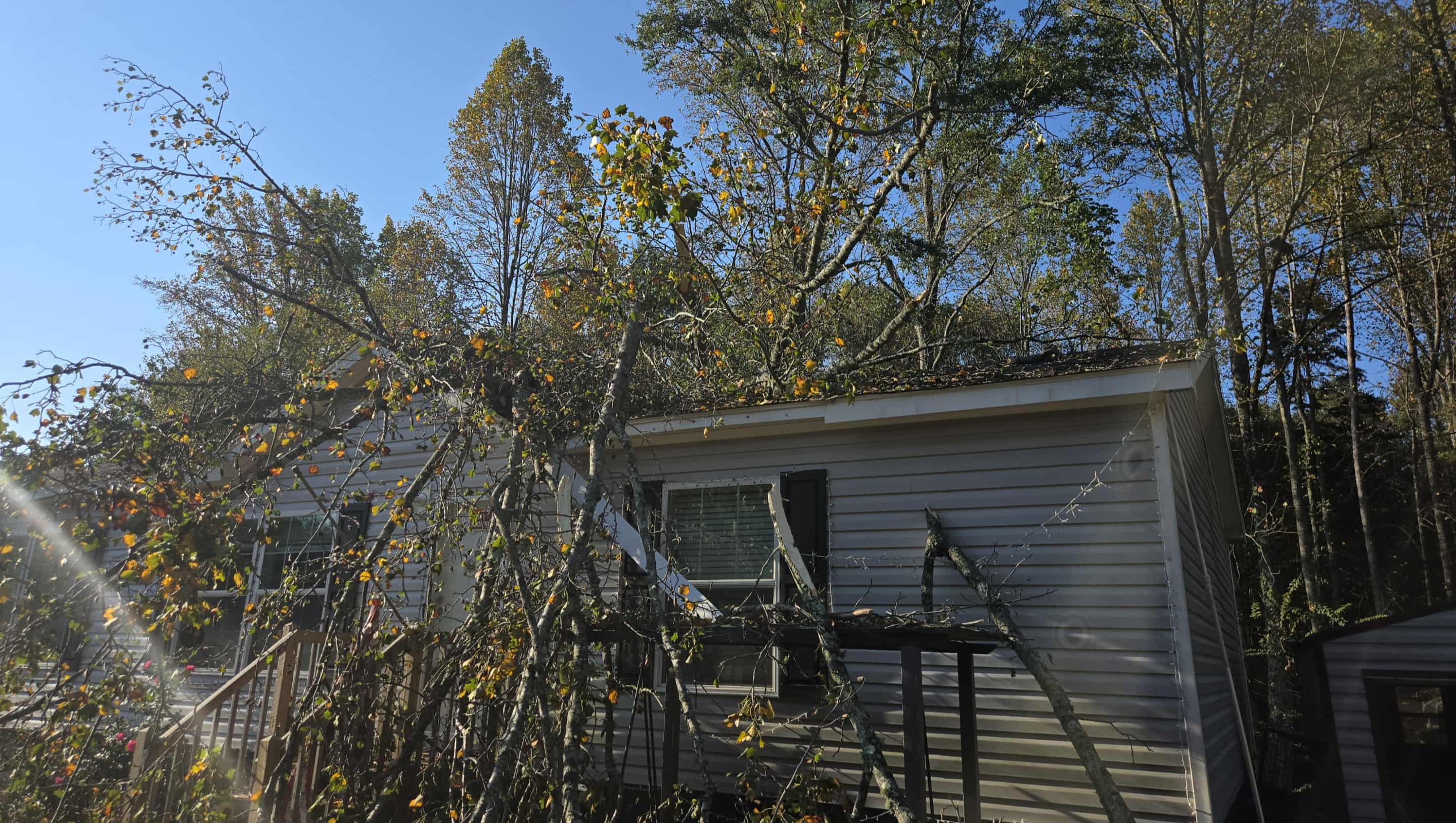 Help Us Repair Our Home After Tree Damage photo