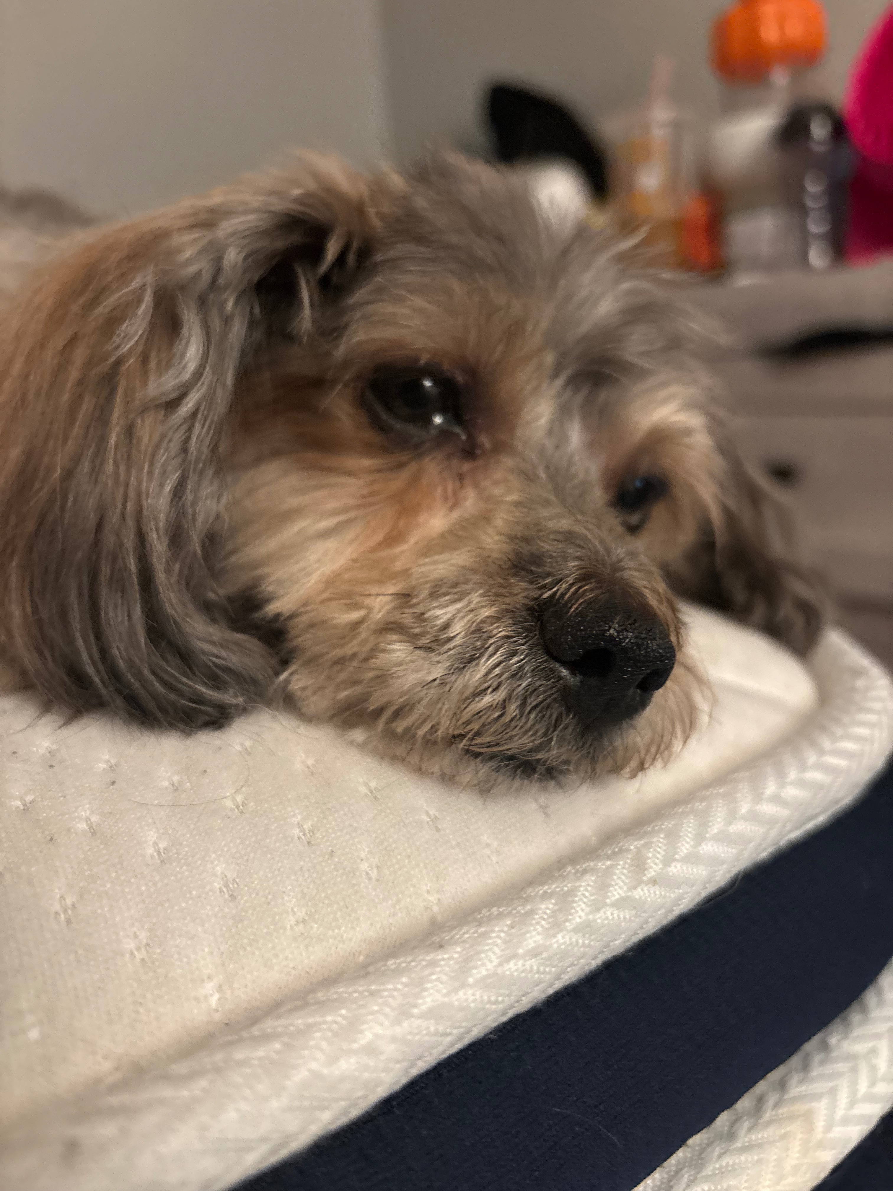 Urgent Care Needed for Junior's Recovery campaign photo, 5 of 7