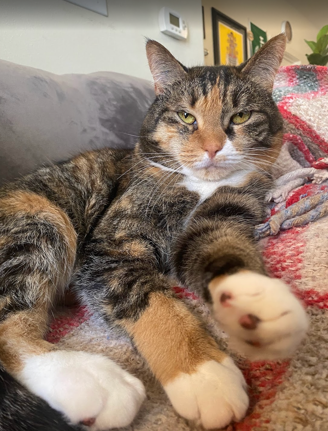 Help Us Get Margo the Surgery She Needs campaign photo, 2 of 7