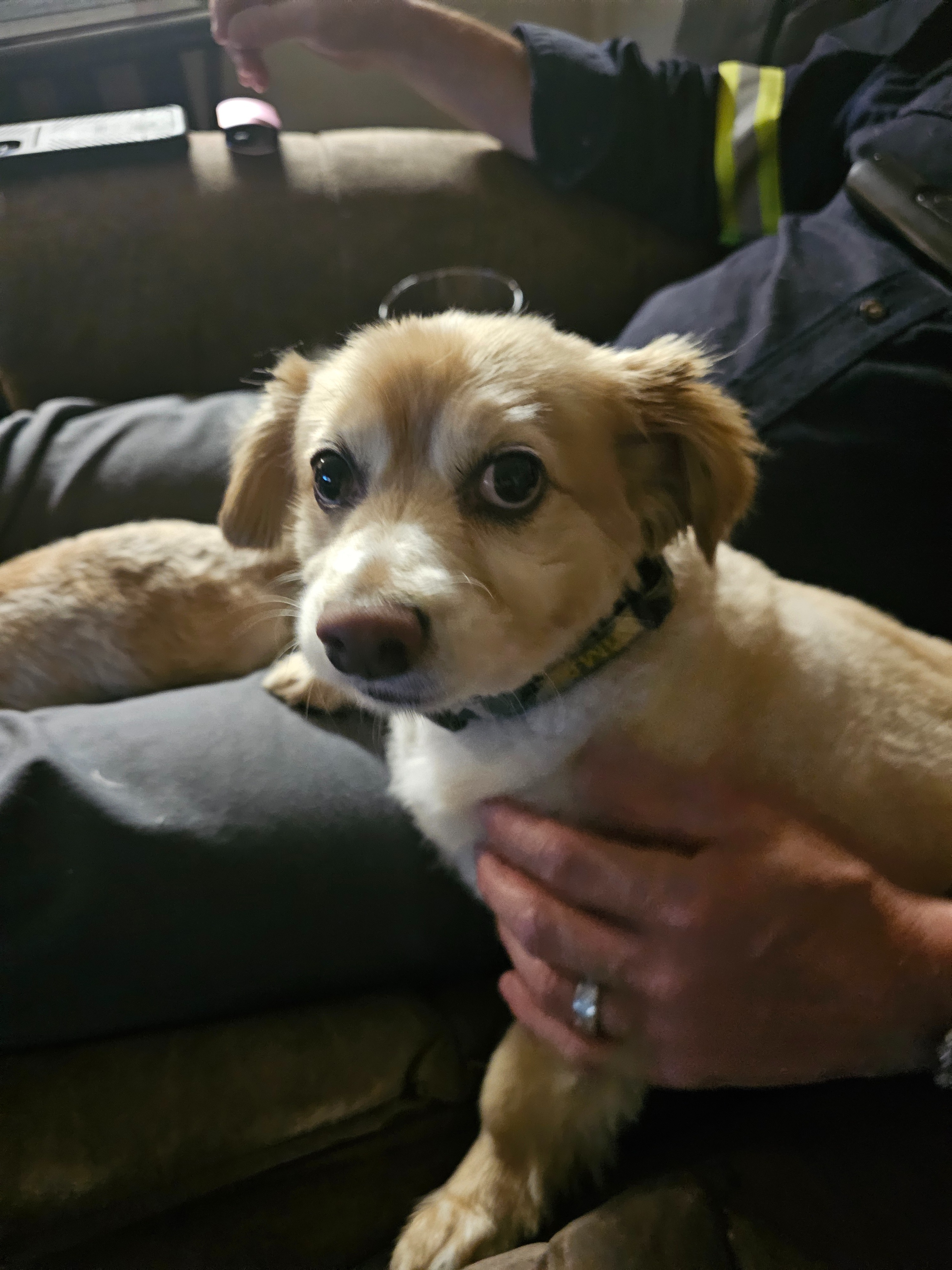 Help Us Save Our Fur Baby, Harley Rey campaign photo, 5 of 8