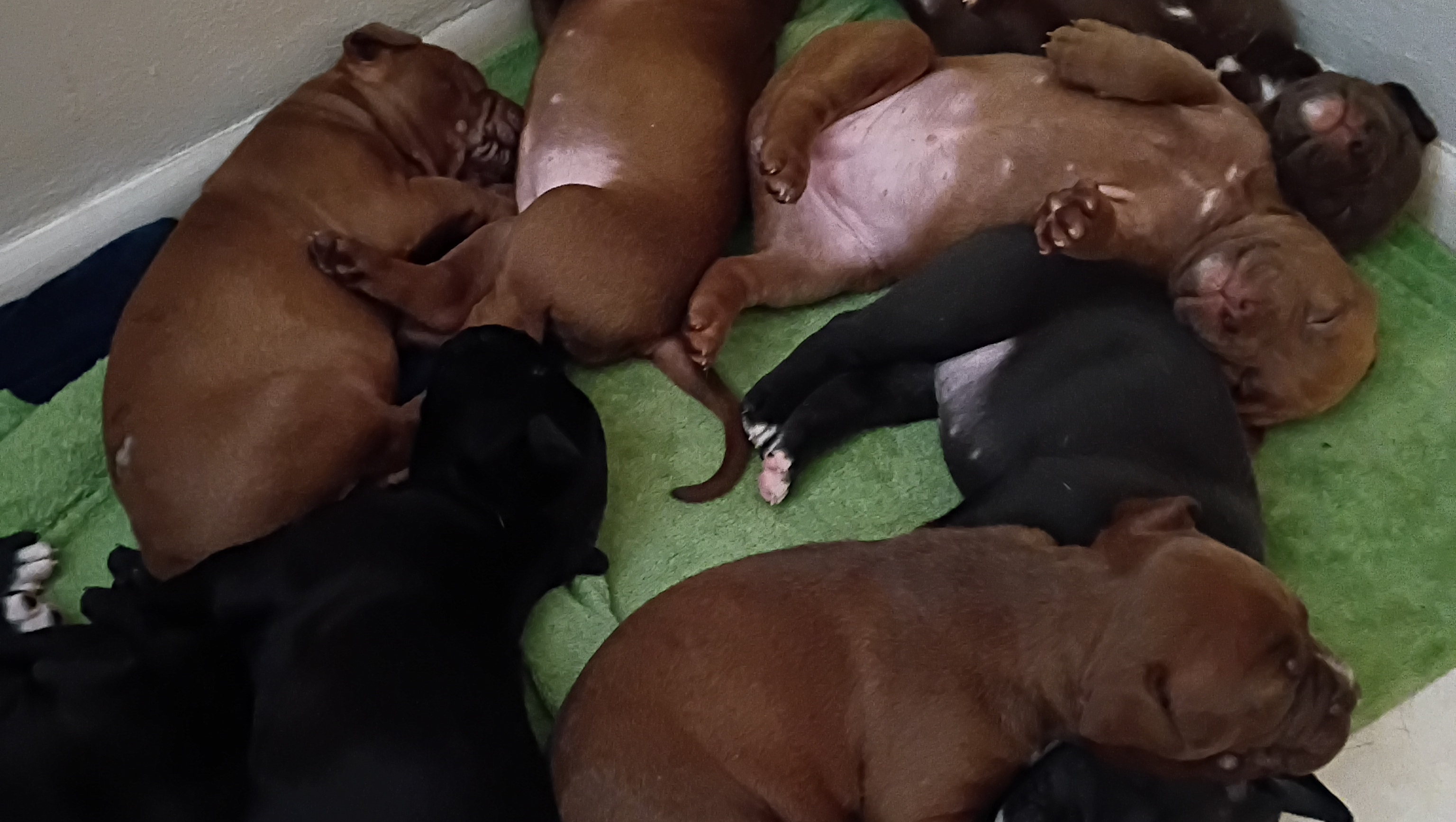 Starting a dog rescue to save the unwanted photo