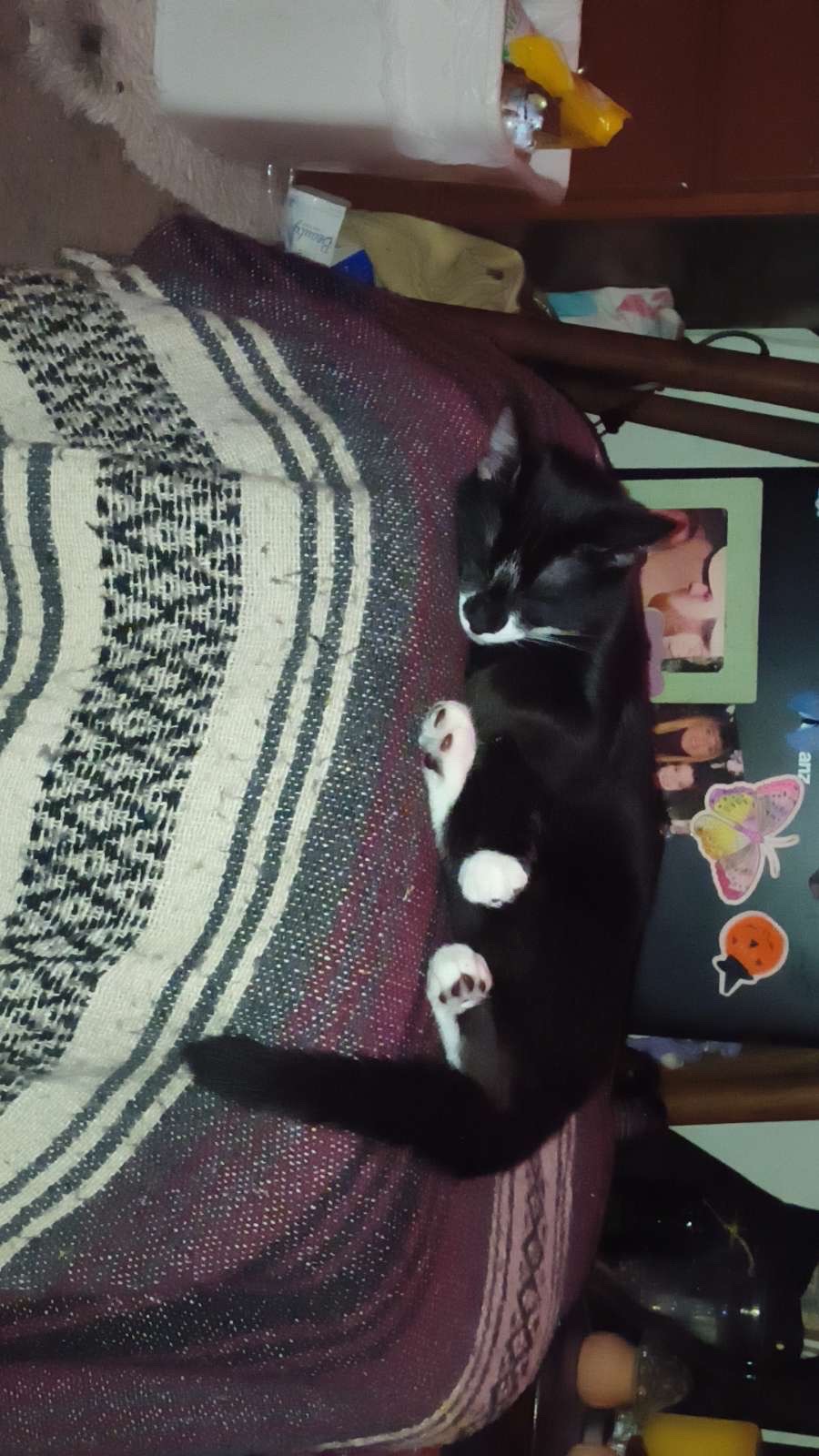 Support Our Kitten's Emergency Medical Needs campaign photo, 4 of 5