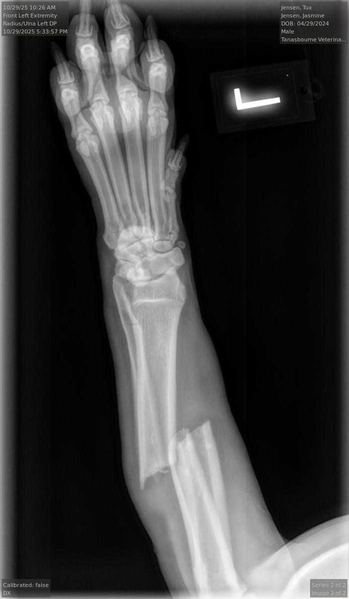 Save Tux's Leg: Urgent Surgery Needed campaign photo, 2 of 4