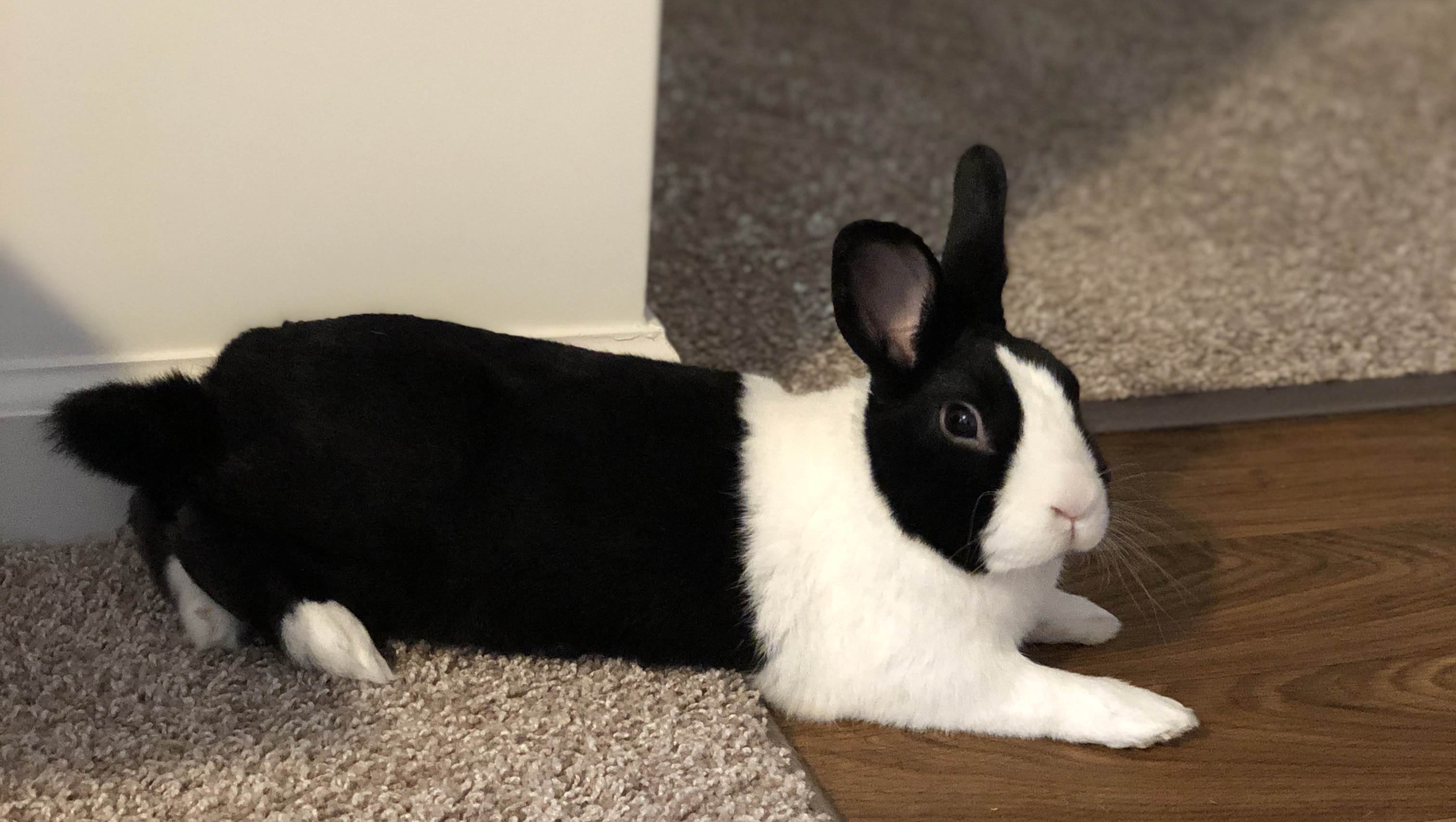 Justin Rabbit Fundraiser for Justin Wight by Captain Seph : Support Len's Rabbit ...
