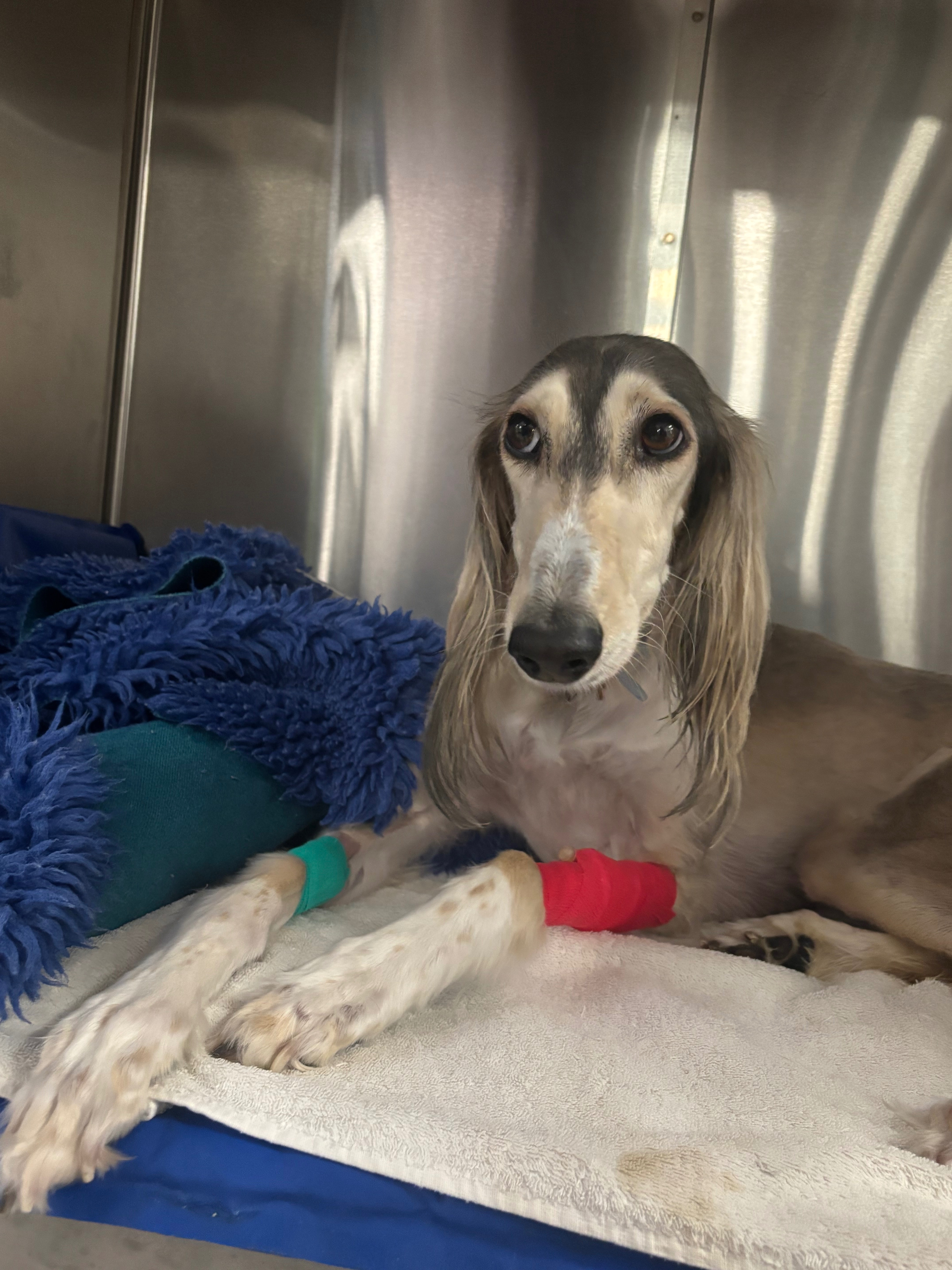 Mabel’s Medical Bills - help us get Mabel home campaign photo, 6 of 7