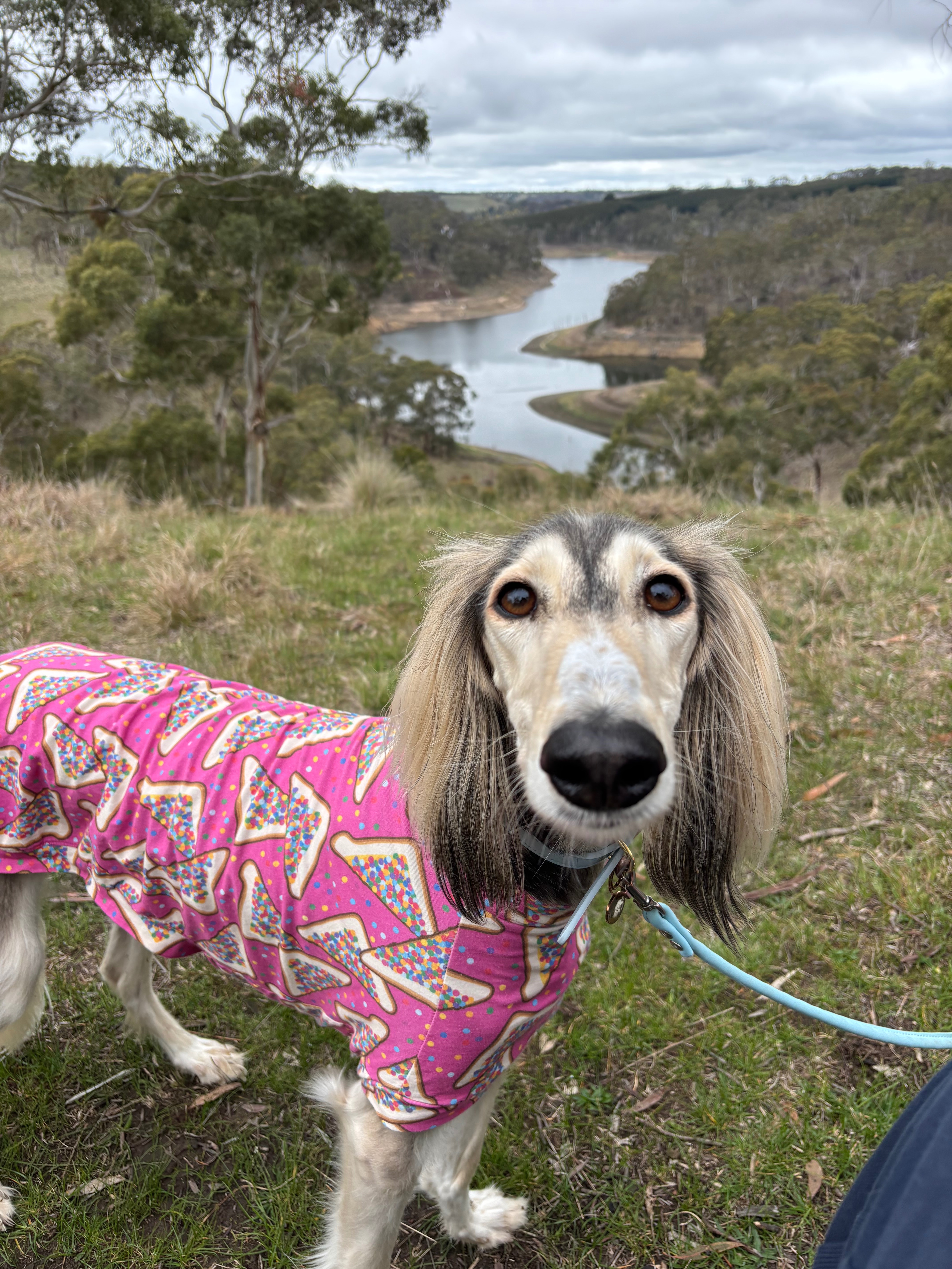Mabel’s Medical Bills - help us get Mabel home campaign photo, 5 of 7