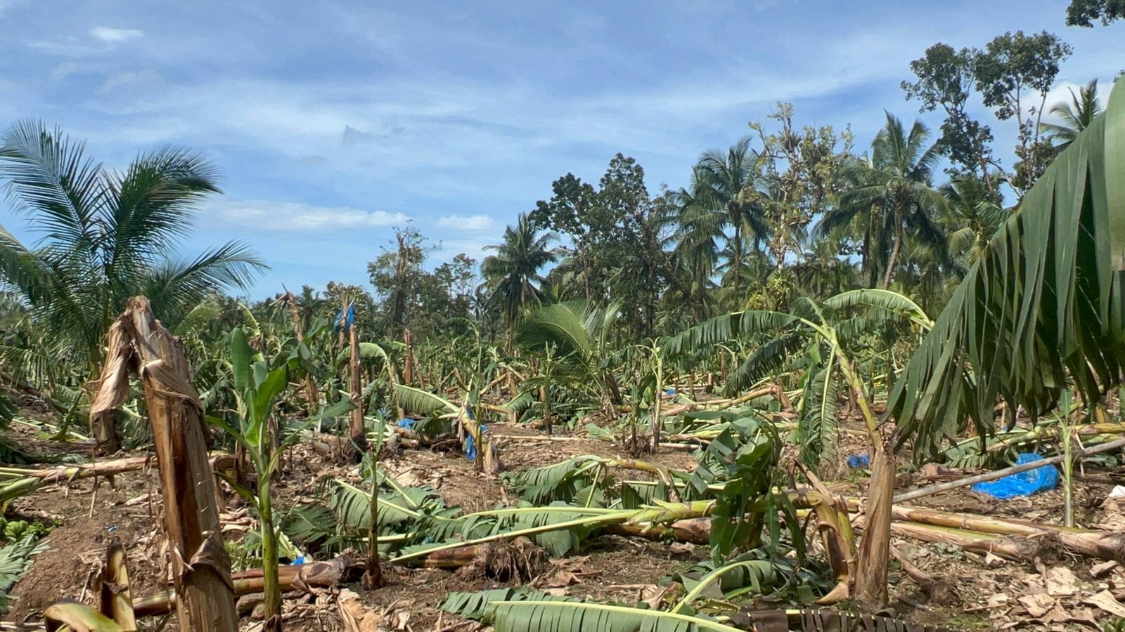 Replanting Hope for Jamaica's Farmers campaign photo, 2 of 8